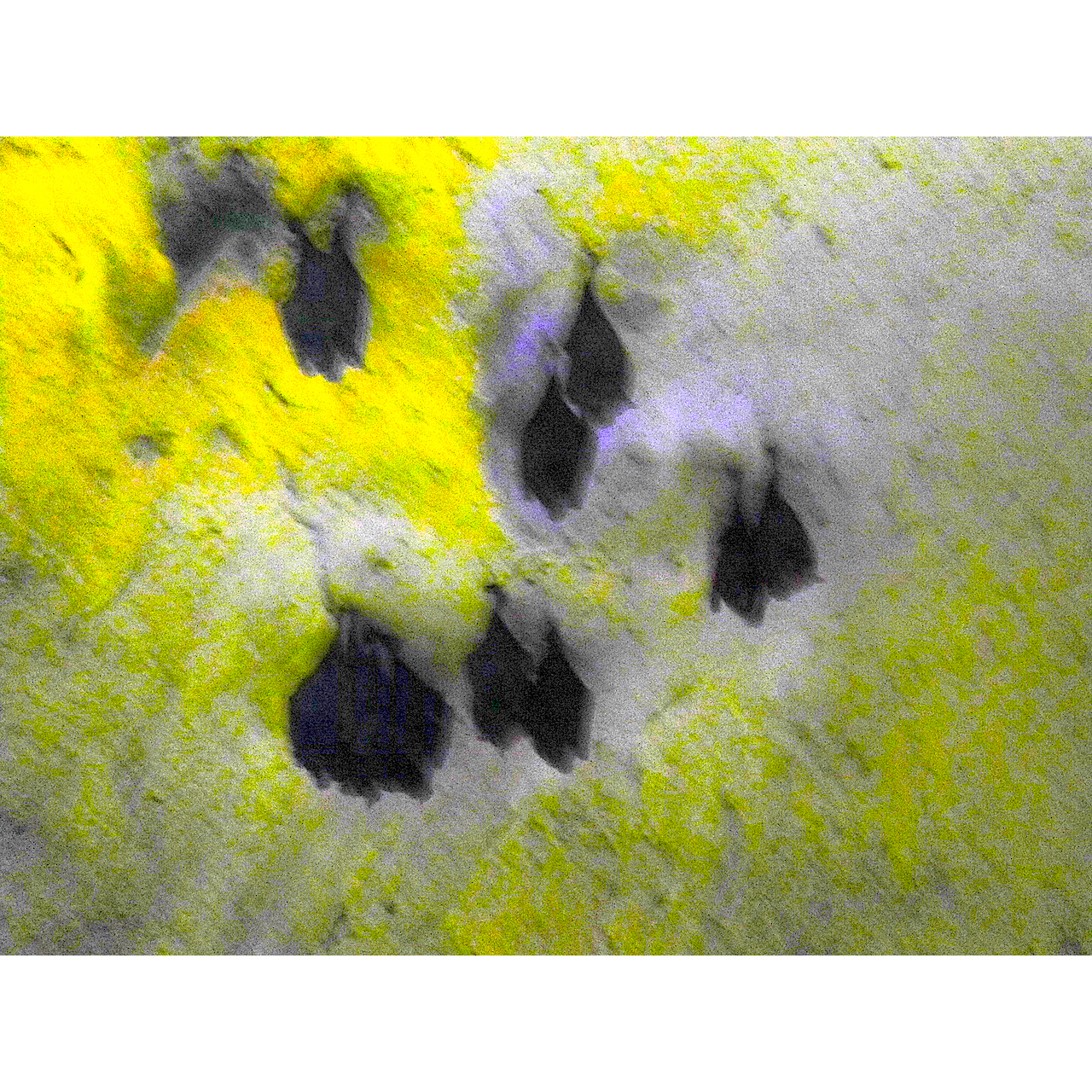 Mercè Casadellà. RATPENATS