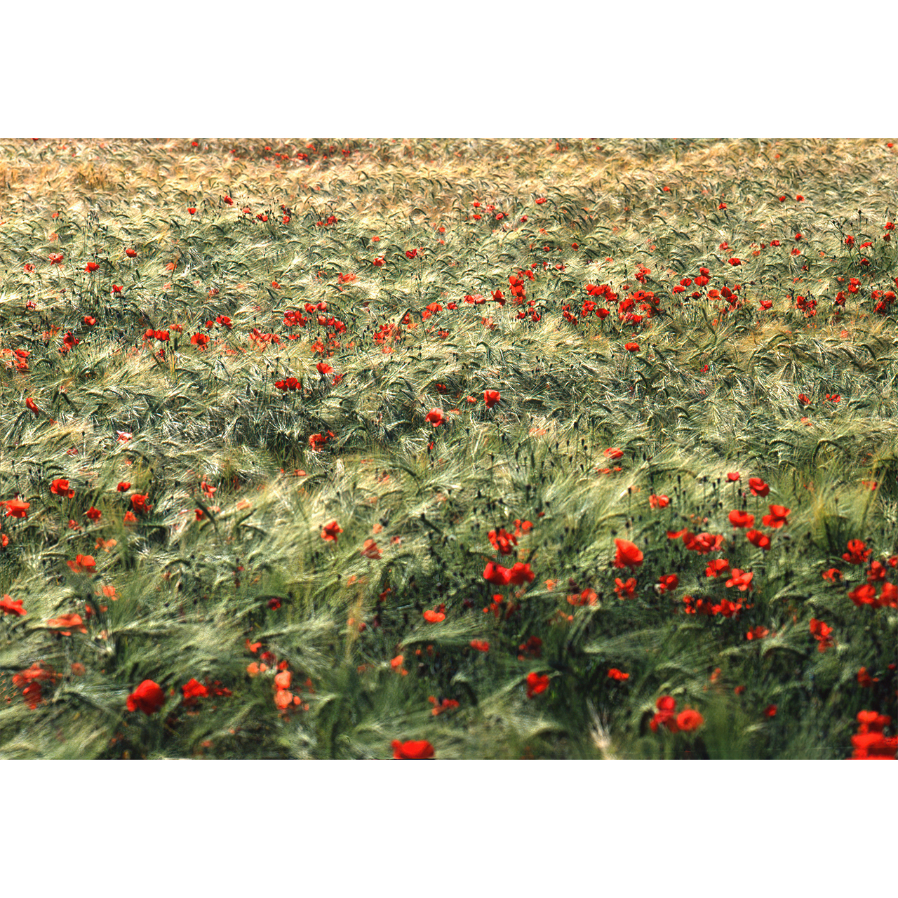 Gina MATEU. CAMP DE PIPIRIPIPS