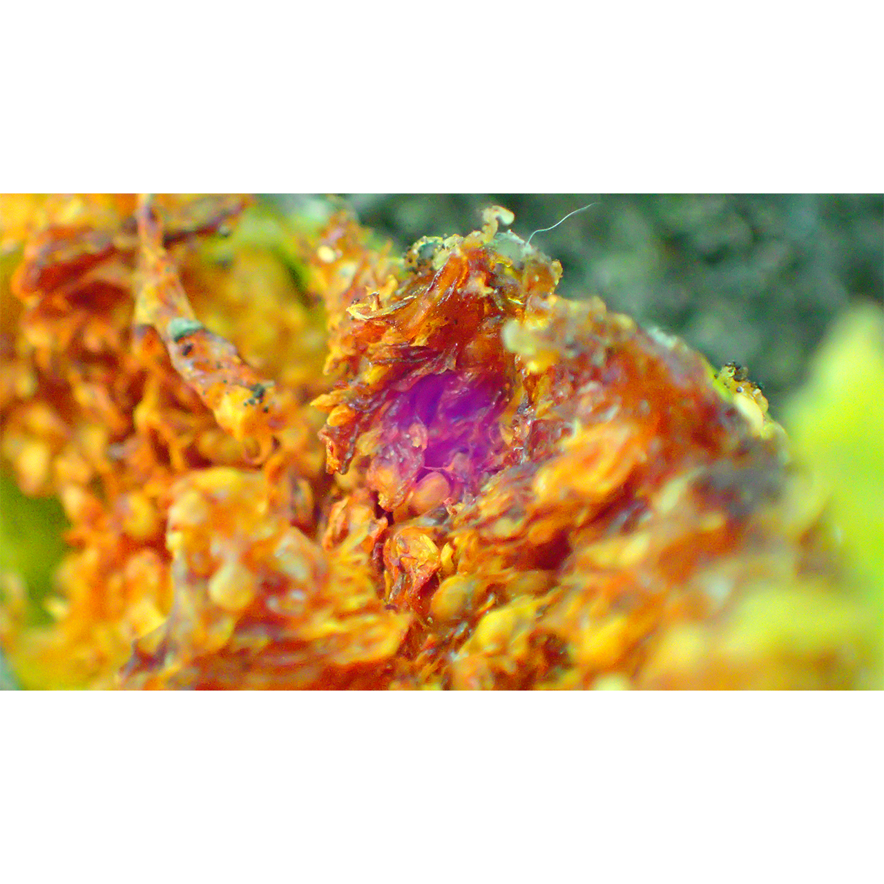 Concepció Pastor. FRUIT