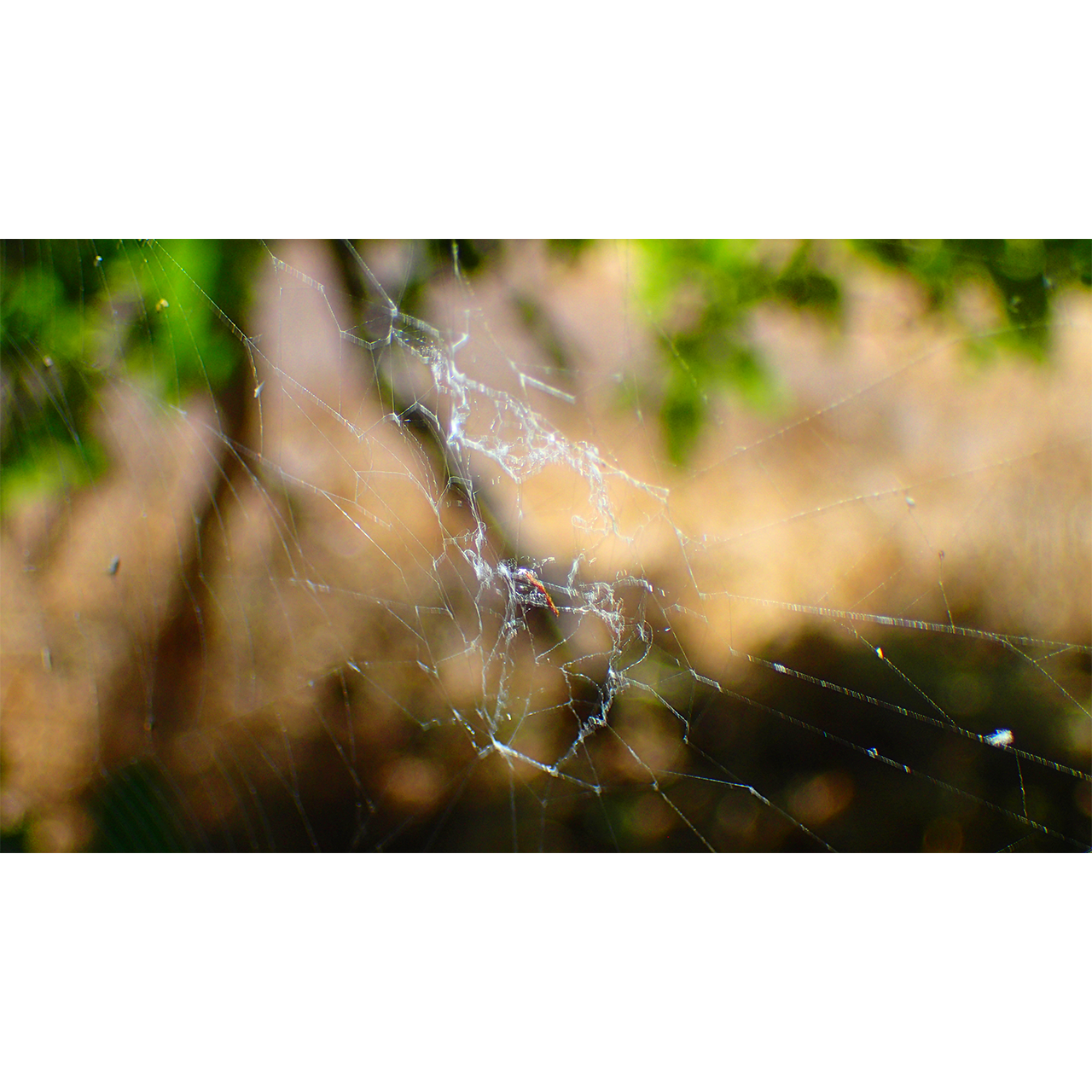 Concepció Pastor. TEIXIT