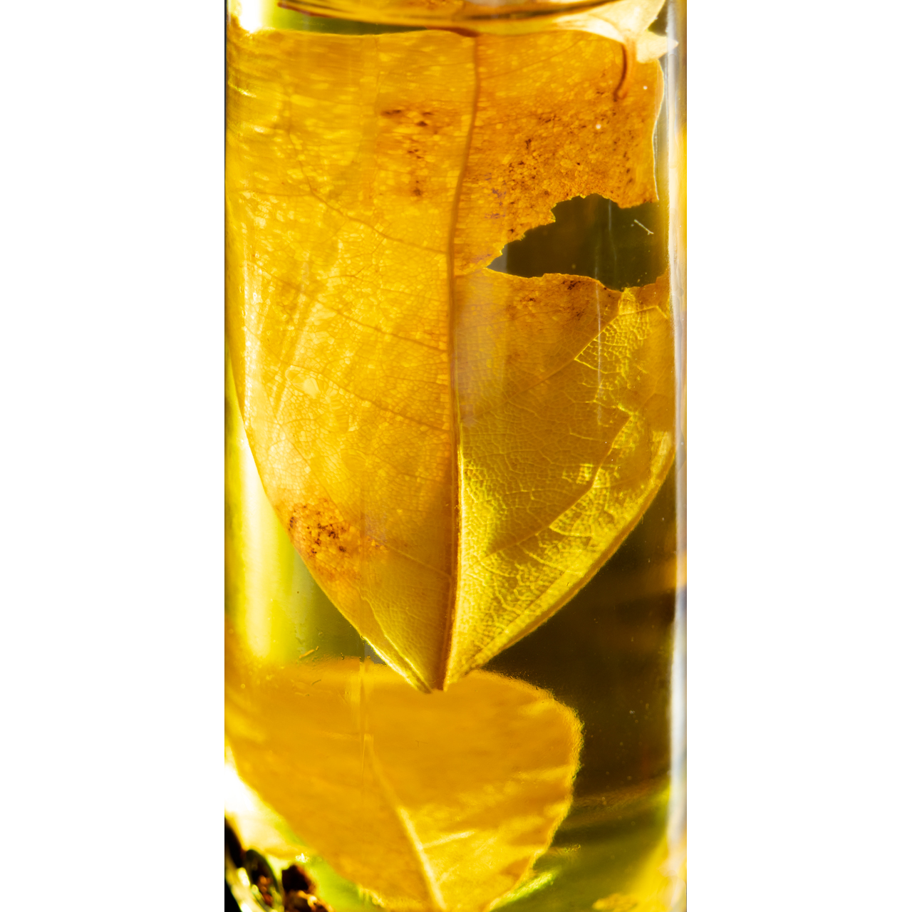 Rosa Colomé. UNKNOWN