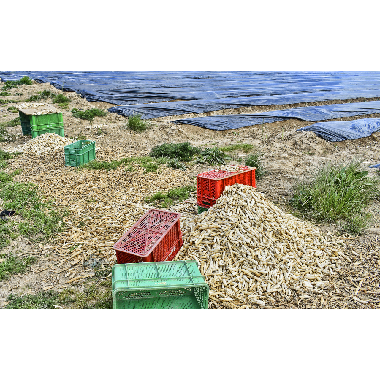 Enric Comellas. ESPÀRRECS