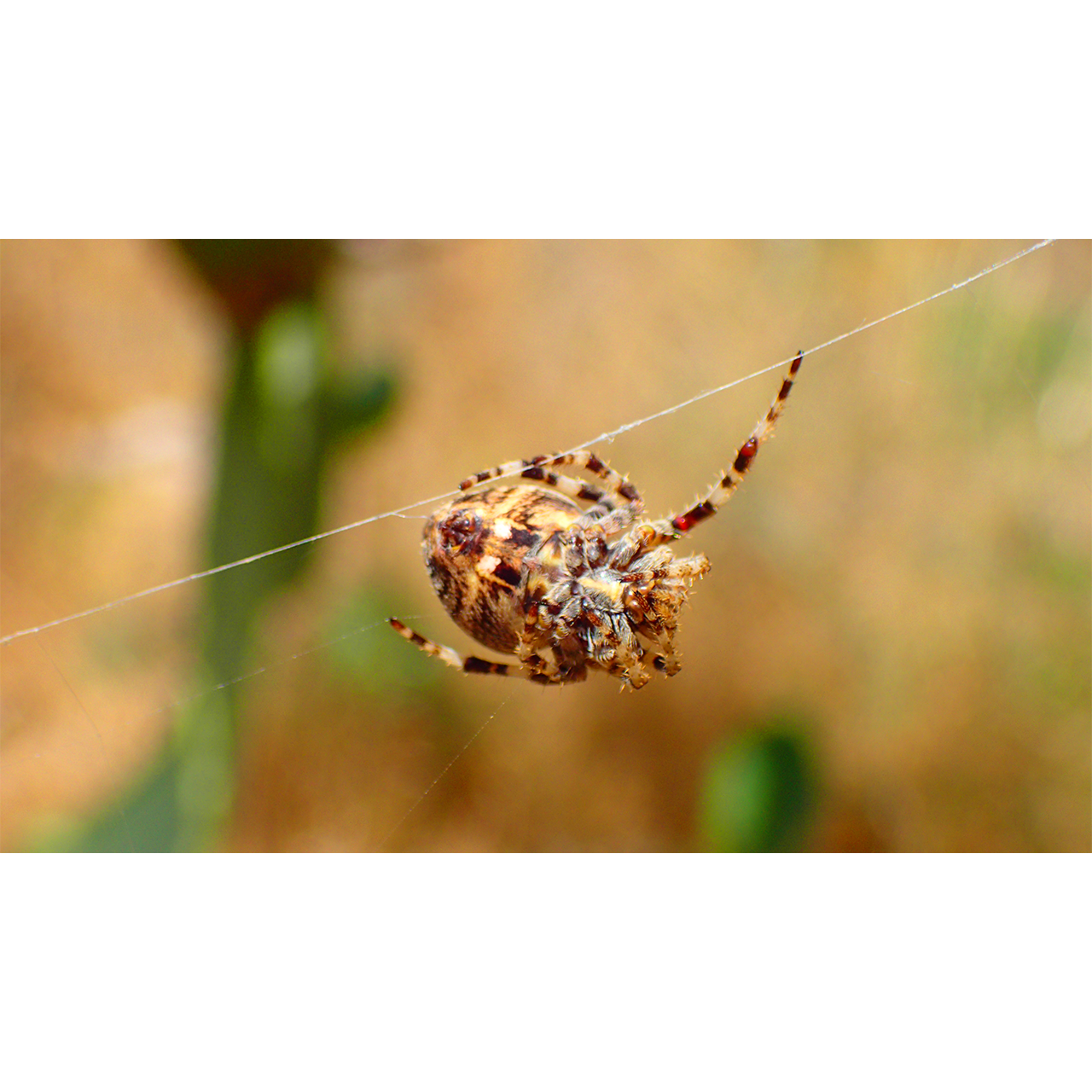 Concepció Pastor. A LA CAÇA DE L'INSECTE