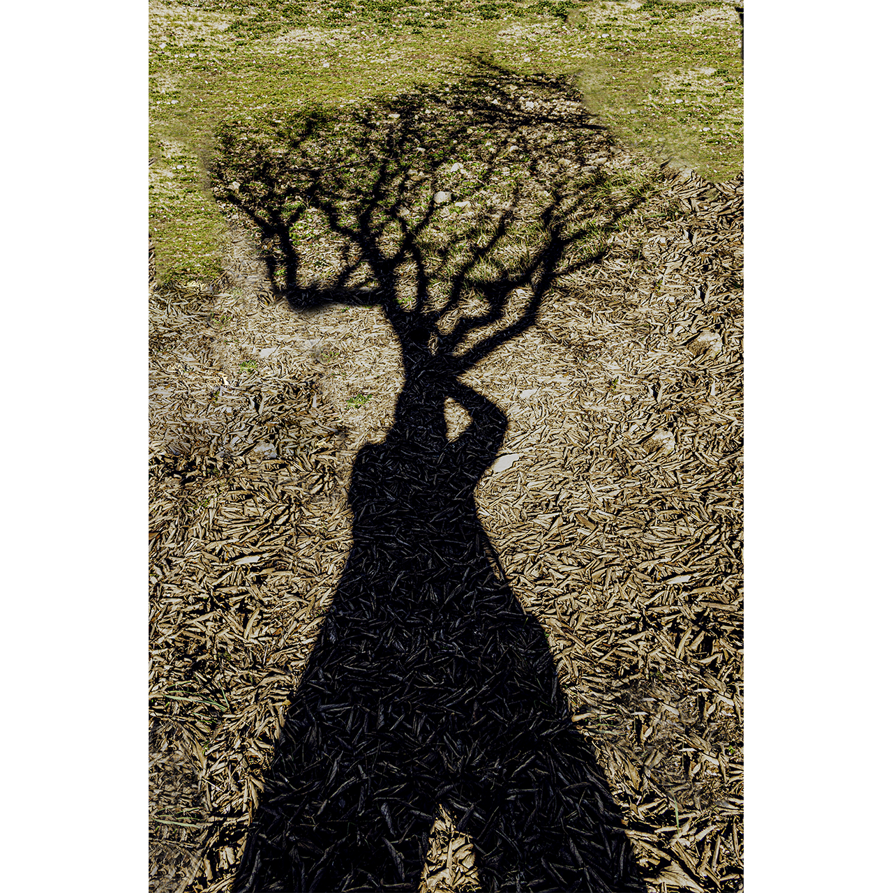 Miquel Calvet. AUTORETRAT A OLÈRDOLA