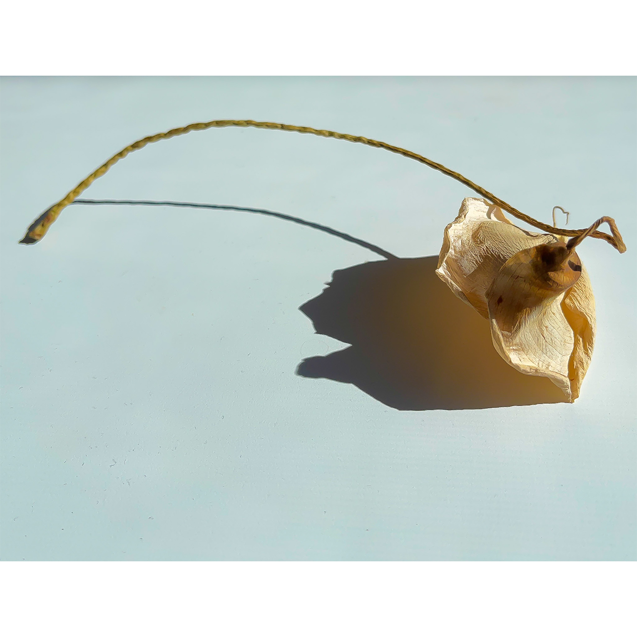 Anna Martí. FLOR SECA