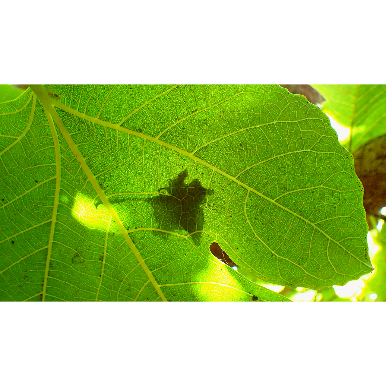 Concepció Pastor. OMBRA DE FULLA SOBRE FULLA