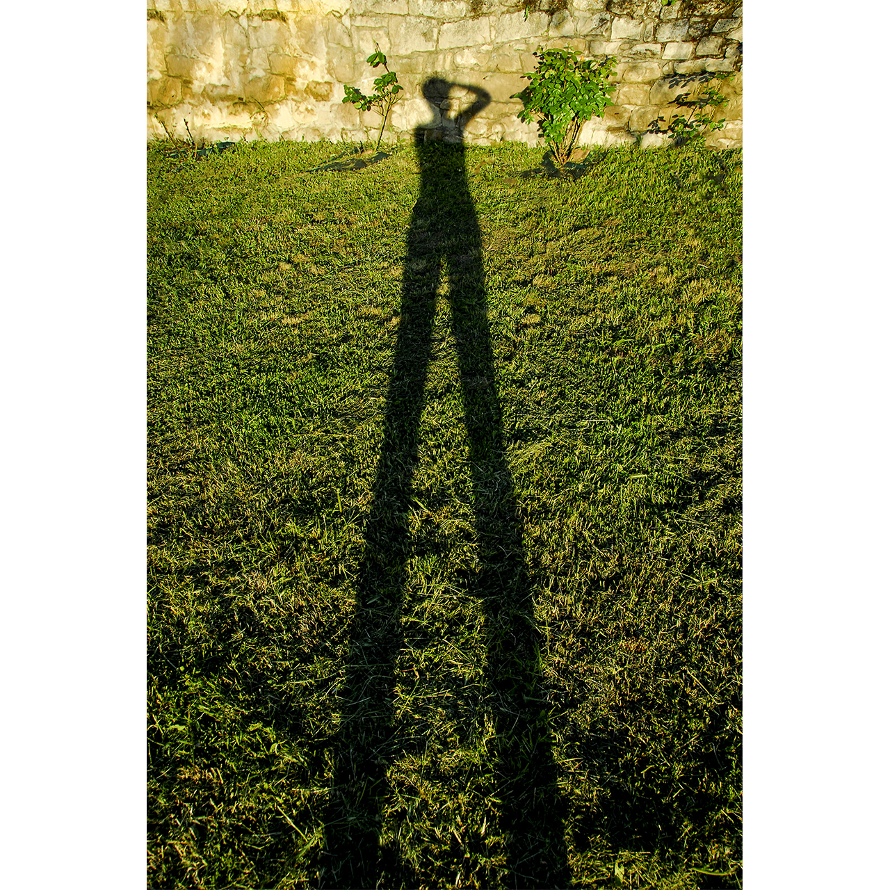 Joan M Rubió. EL GEGANT DELS ROSES