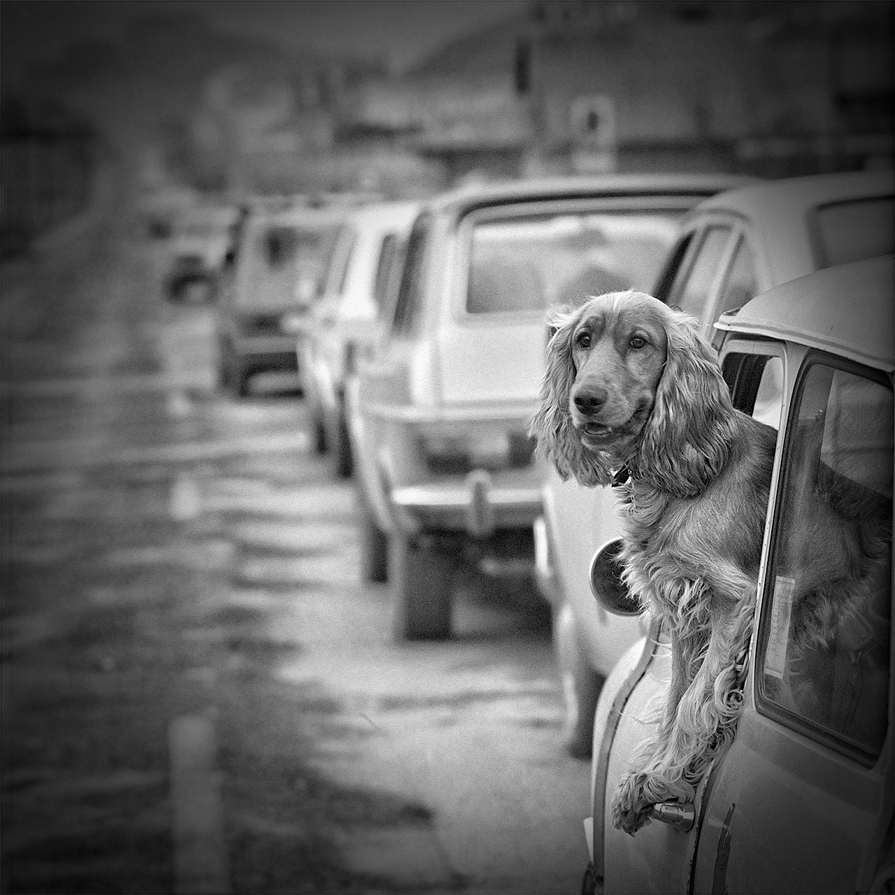 Gina Mateu. CONDUCTOR ESTRESSAT