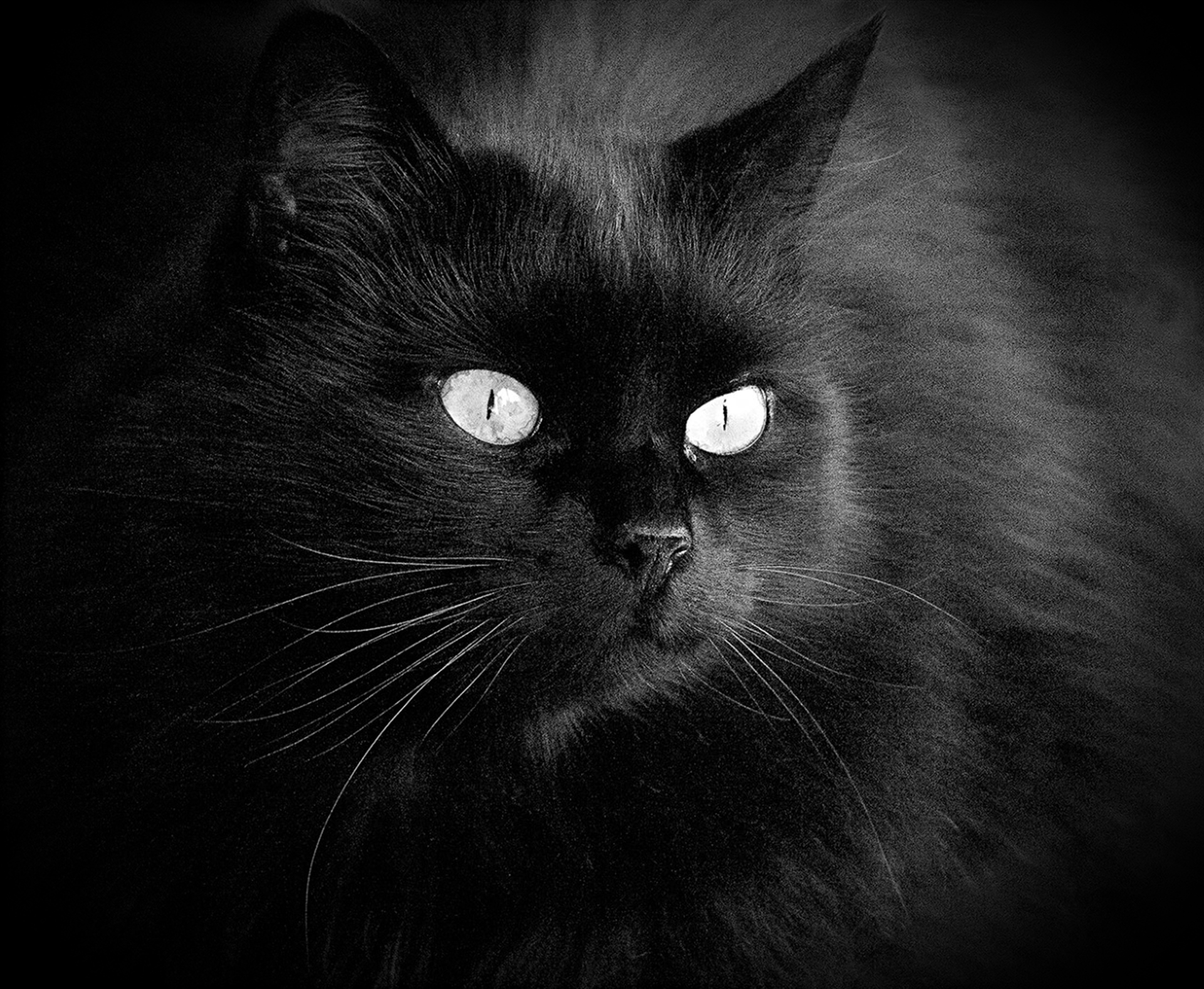 Francesc Graells. GAT NEGRE