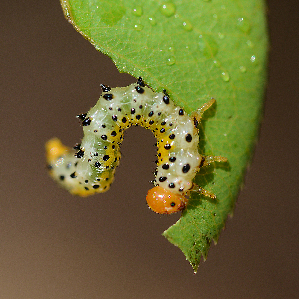 Antonio López. VEGETARIÀ