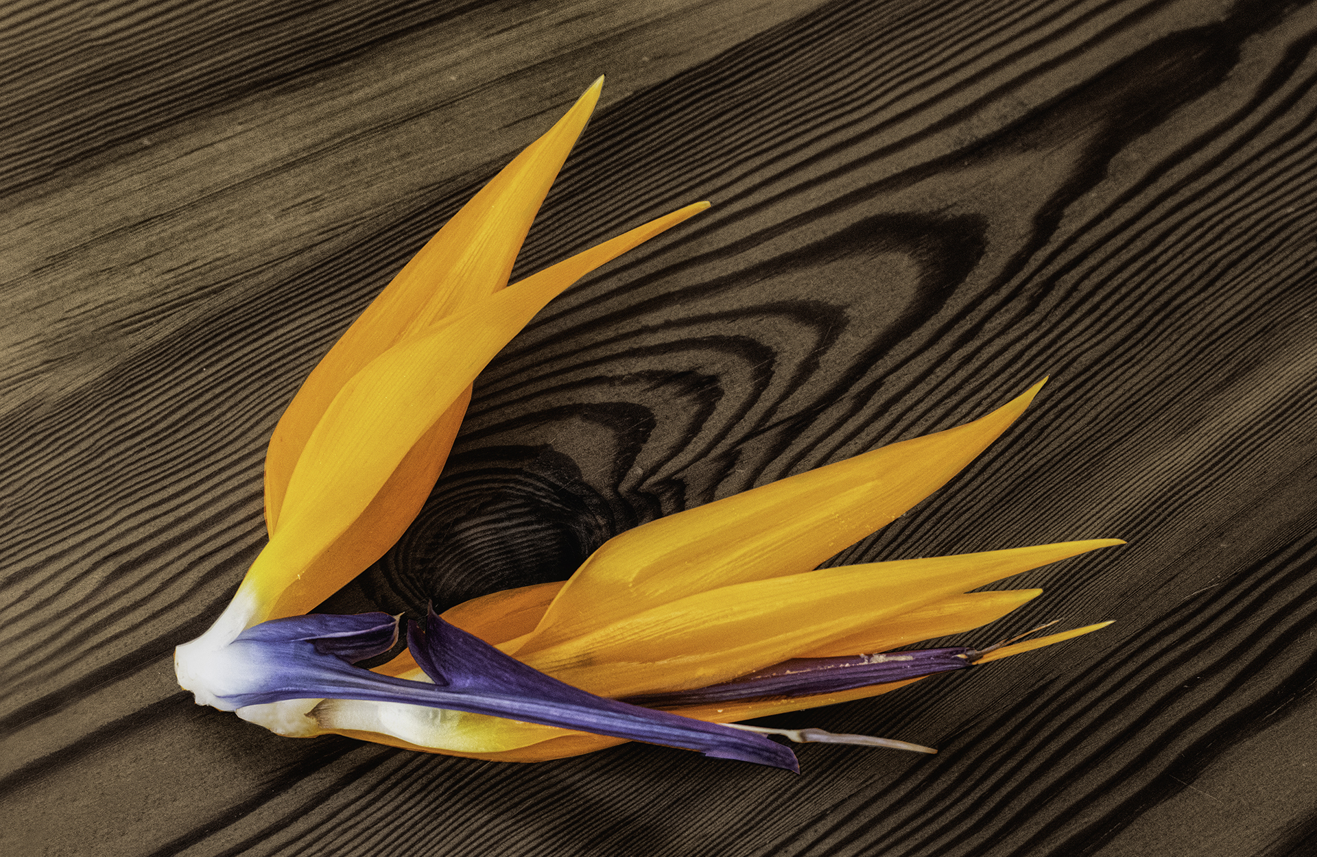 Rosa Colomé. AU DEL PARADÍS