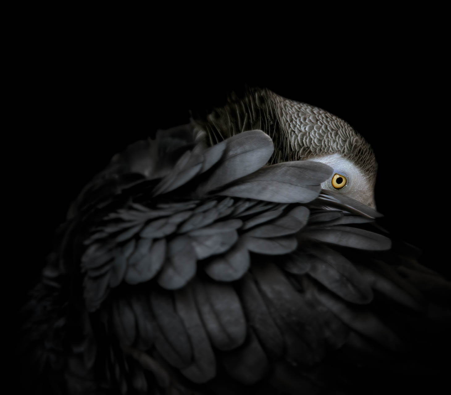 Joan Rosell. LLORO AMAGAT