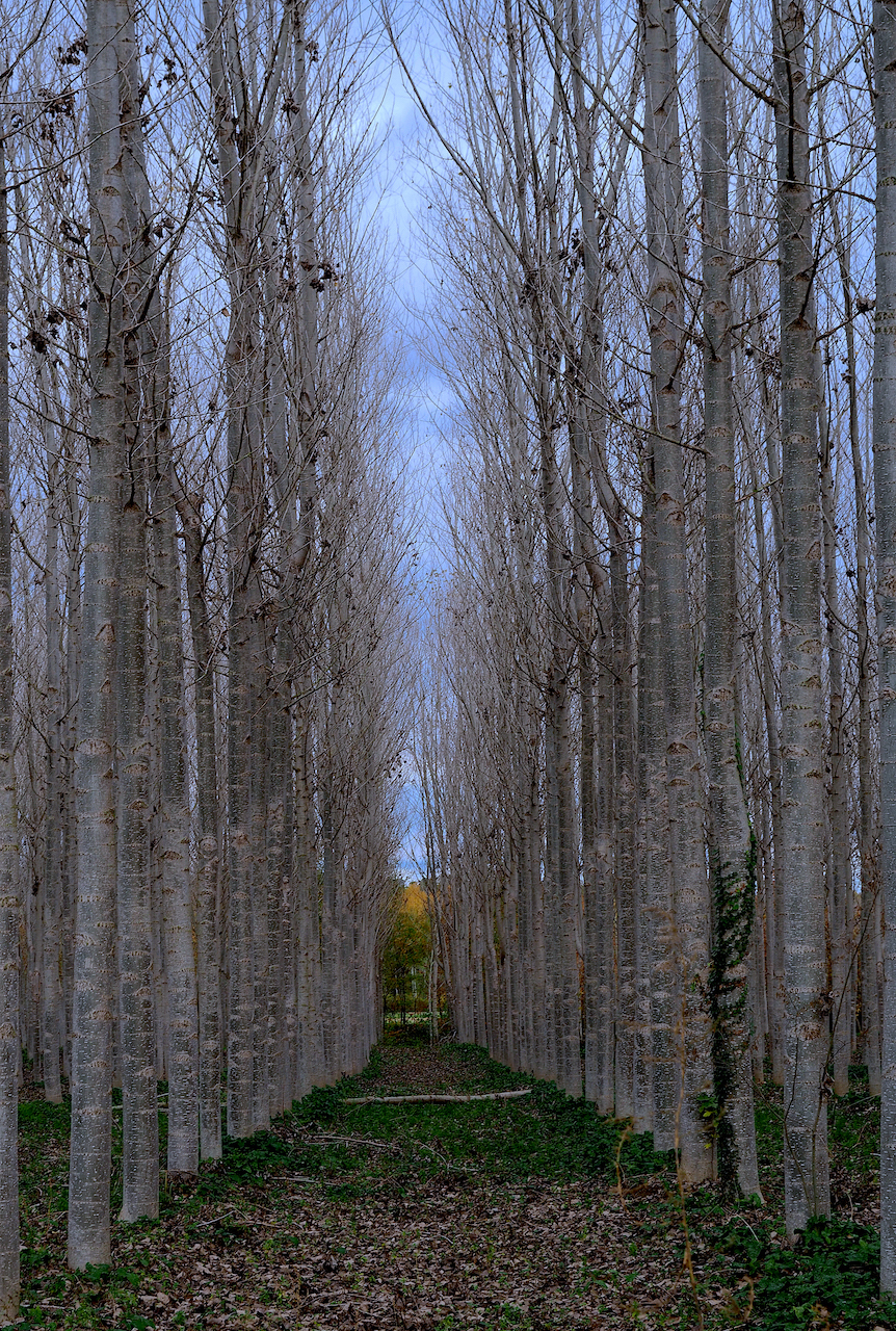 Merce Casadella. TARDOR