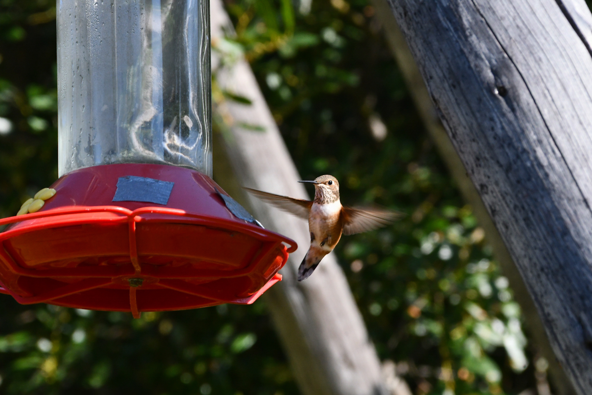 Jose Manuel Muriel. COLIBRÍ
