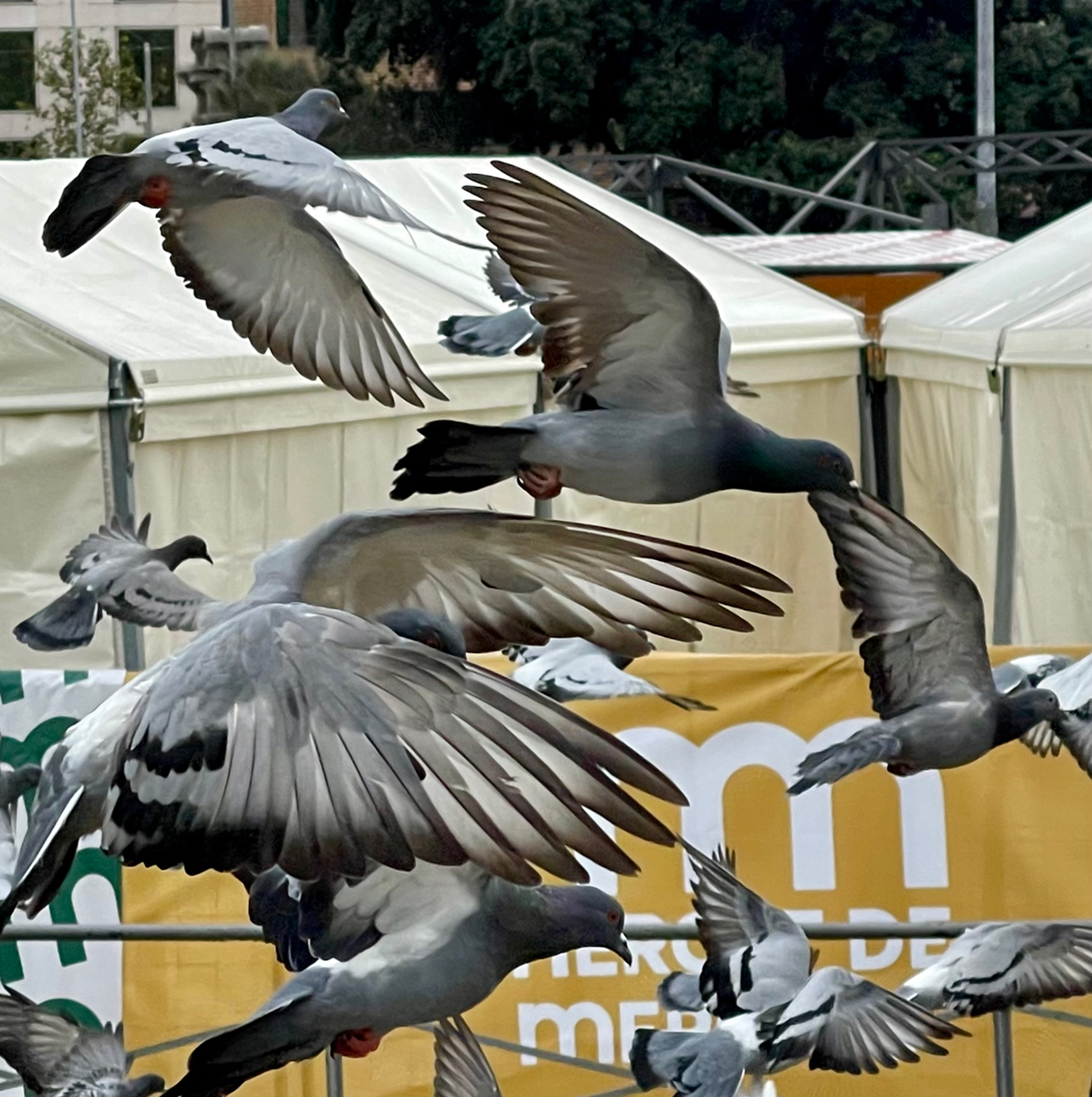 Lluís Carazo. LA VIDA ÉS NOMÉS EL VOL D'UN INSTANT