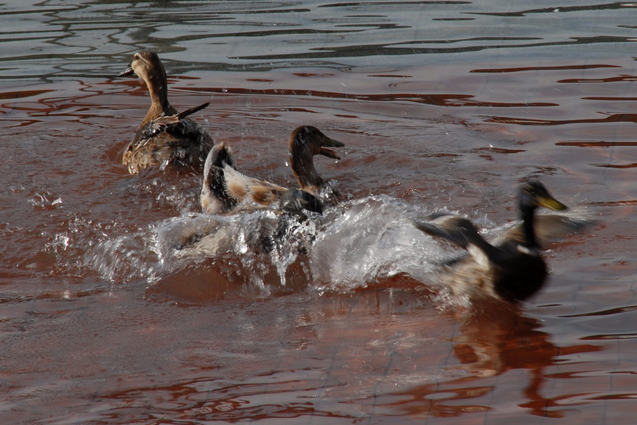 Montserrat Saña. CAP ON TIREM