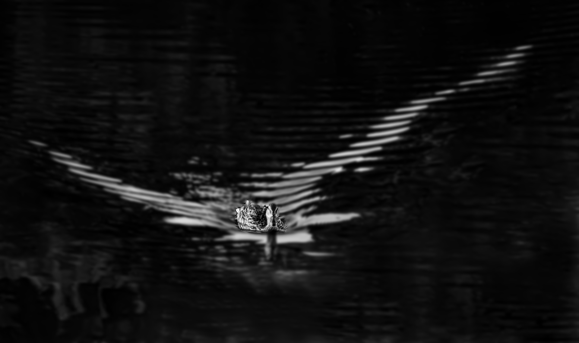 Rosa Colomé. ÀNEC AL RIDAURA