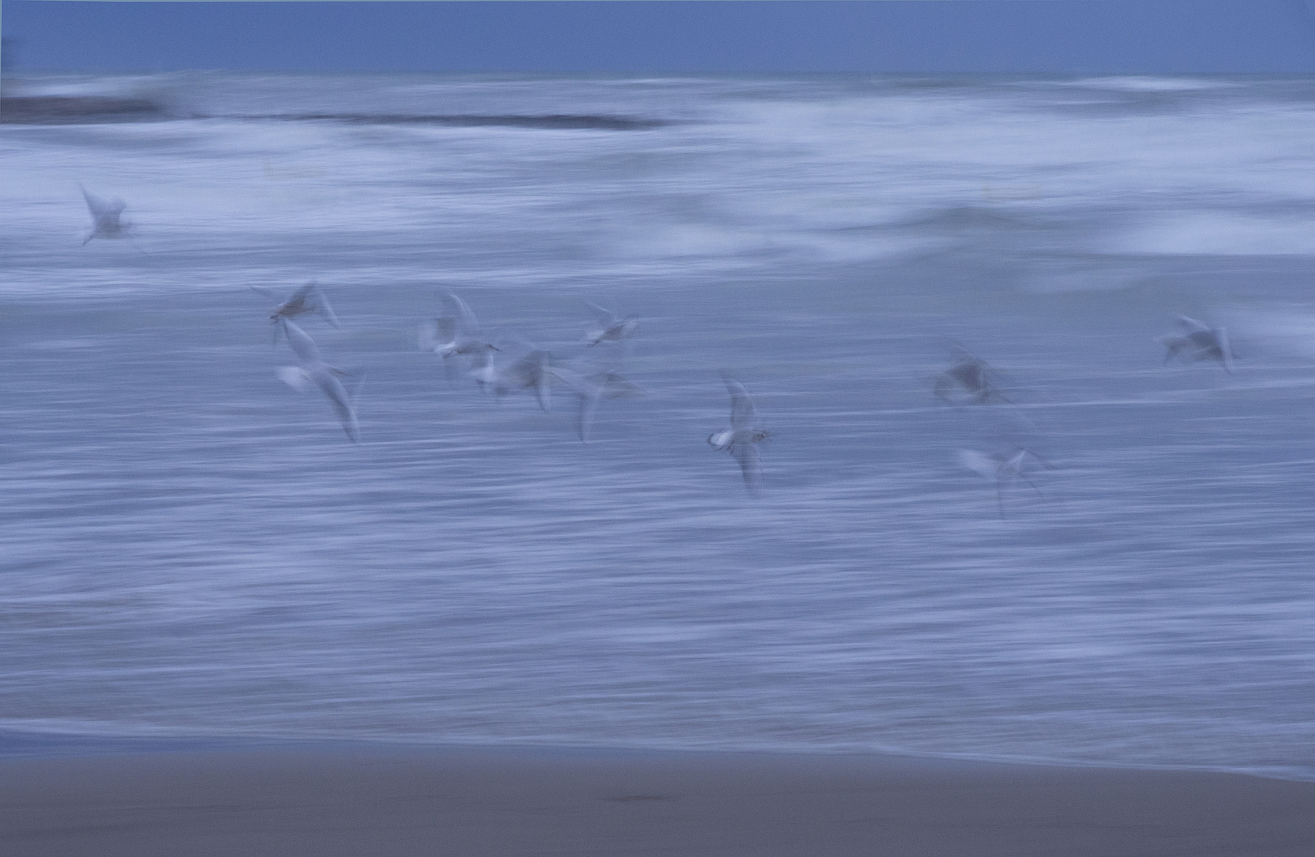 Rosa Martí. GAVINES