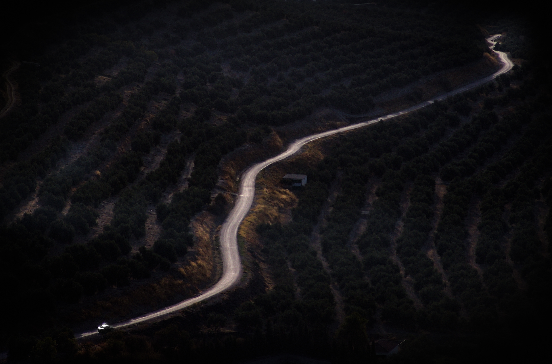 Gina Mateu. Entre Olivares (Ubeda)