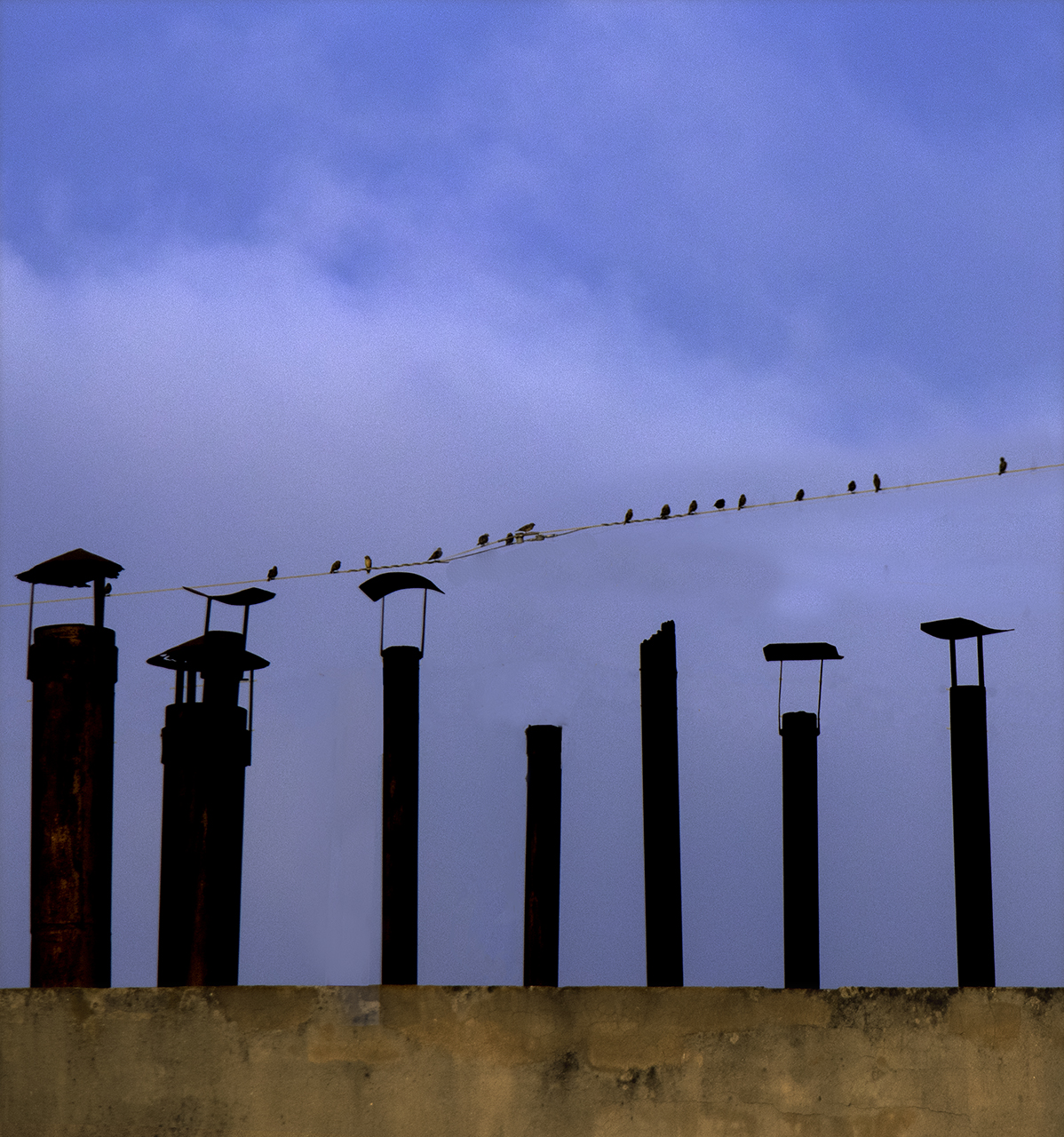 Rosa Colomé. XEMENEIES I OCELLS