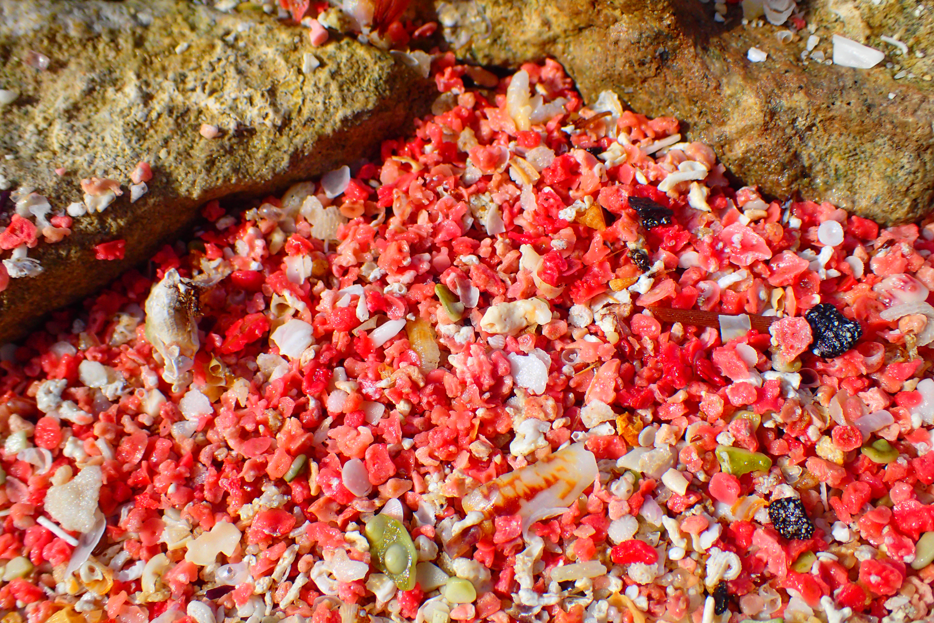 Concepció pastor. CRUSTACI ROSA