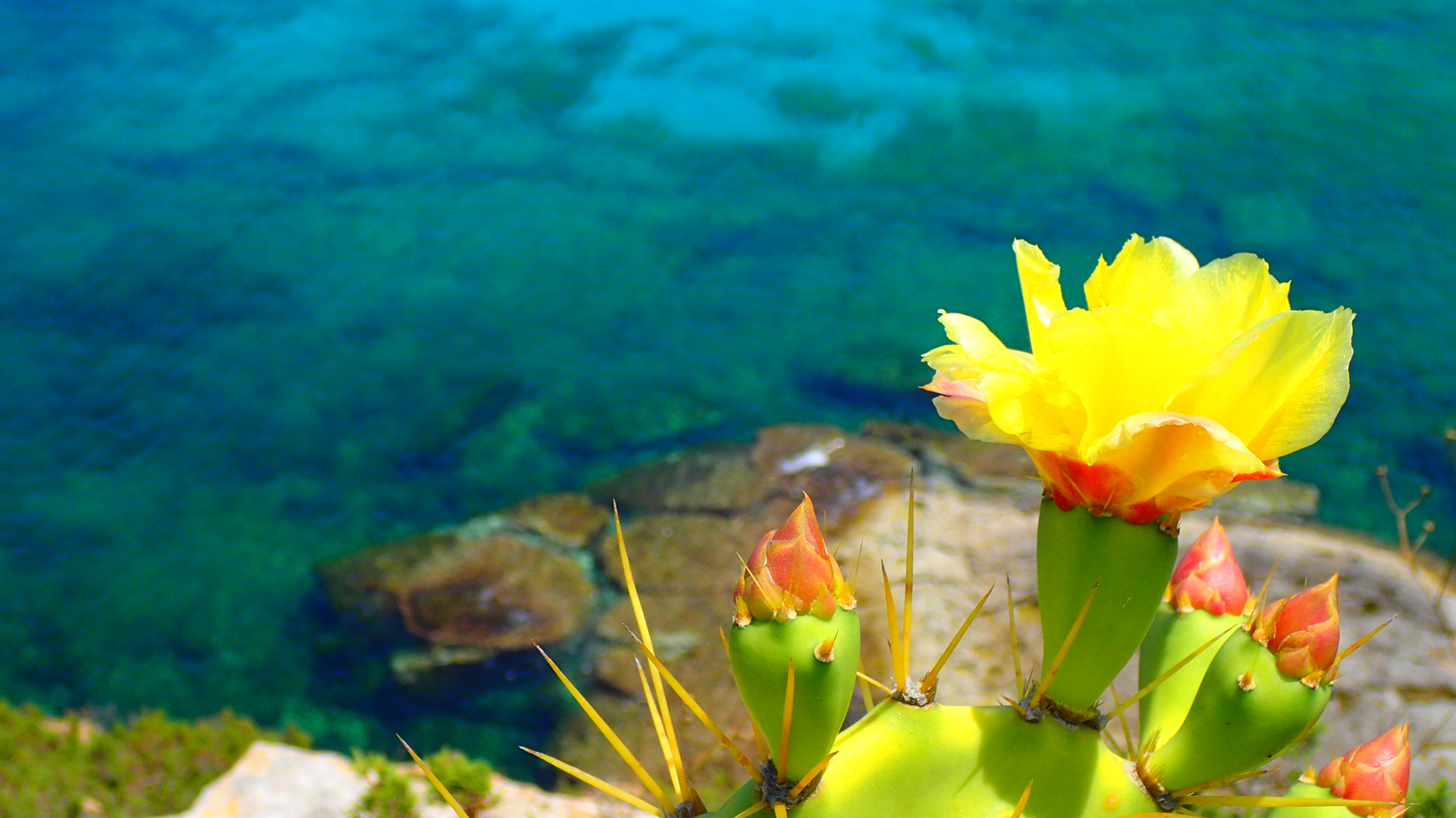 Concepció pastor. FLOR