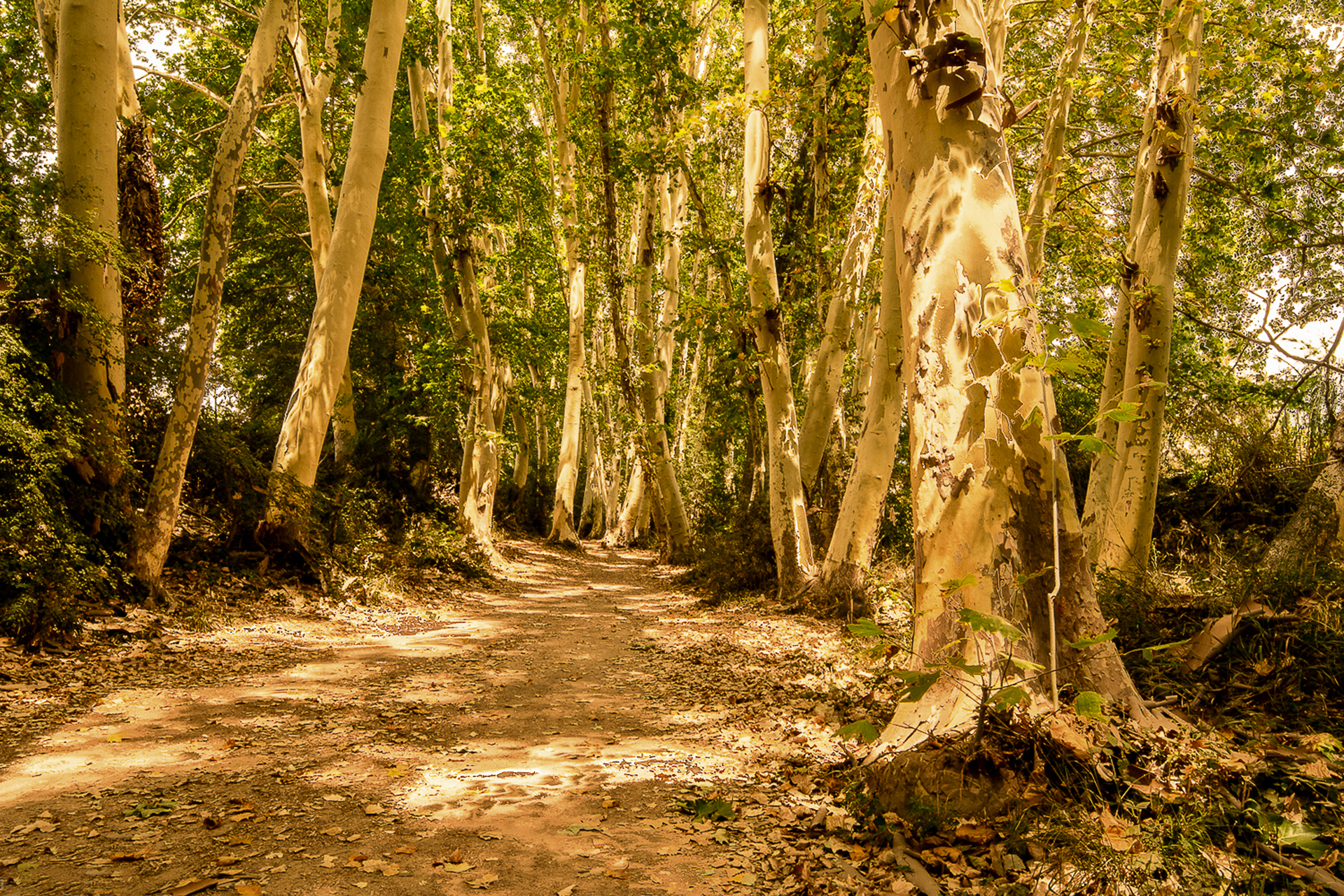 Manel Garcia. CÀLID ARBRAT