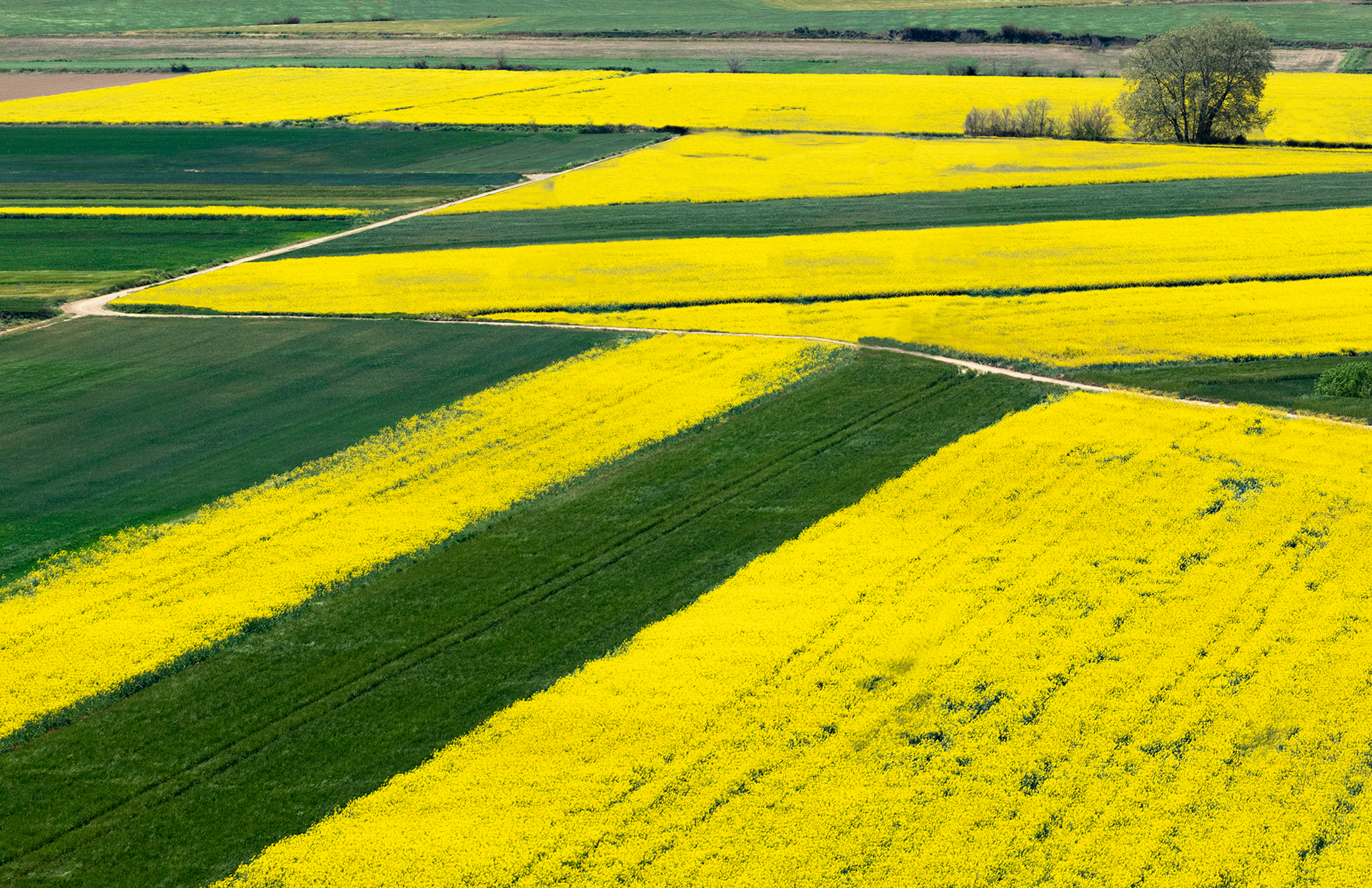 Rosa Colomé. CAMPS DE COLZA