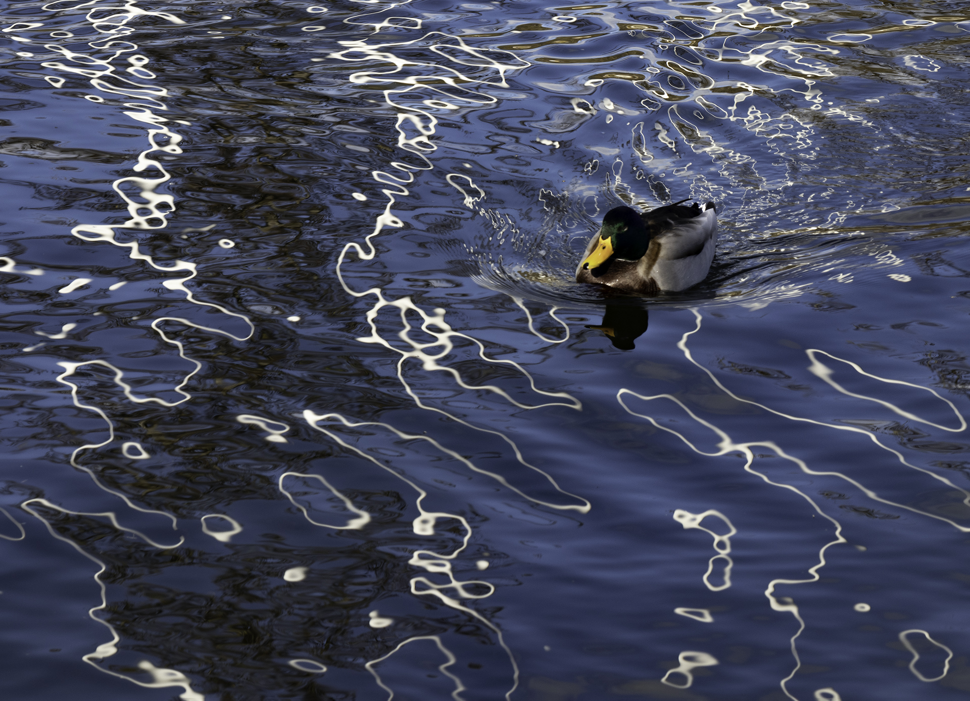 Rosa Colomé. AIGUES TRANQUILES