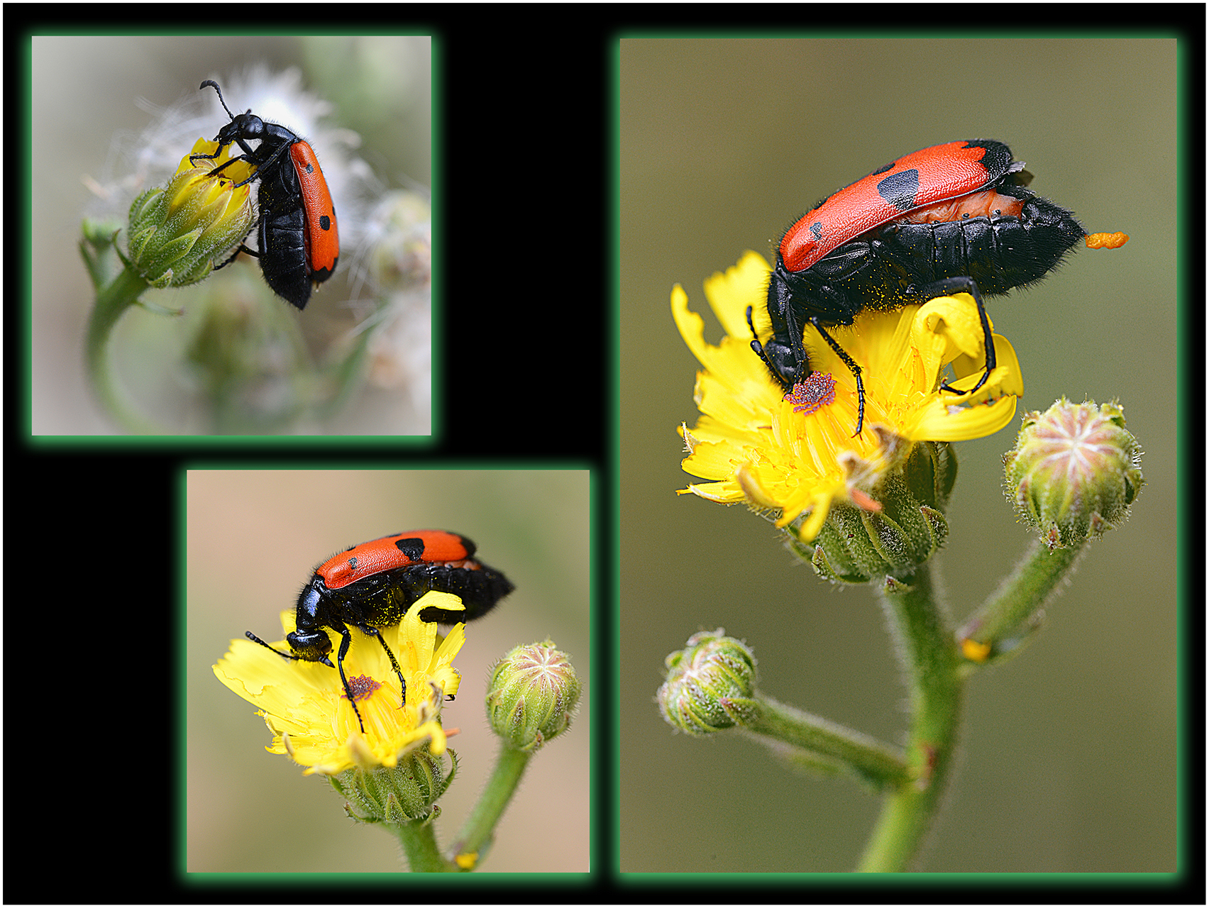 Antònio López. MYLABRIS