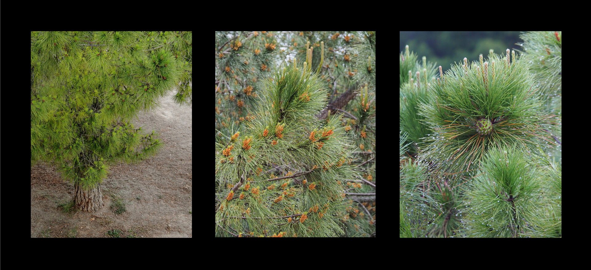 Merce Casadella. EL CICLE DEL PI