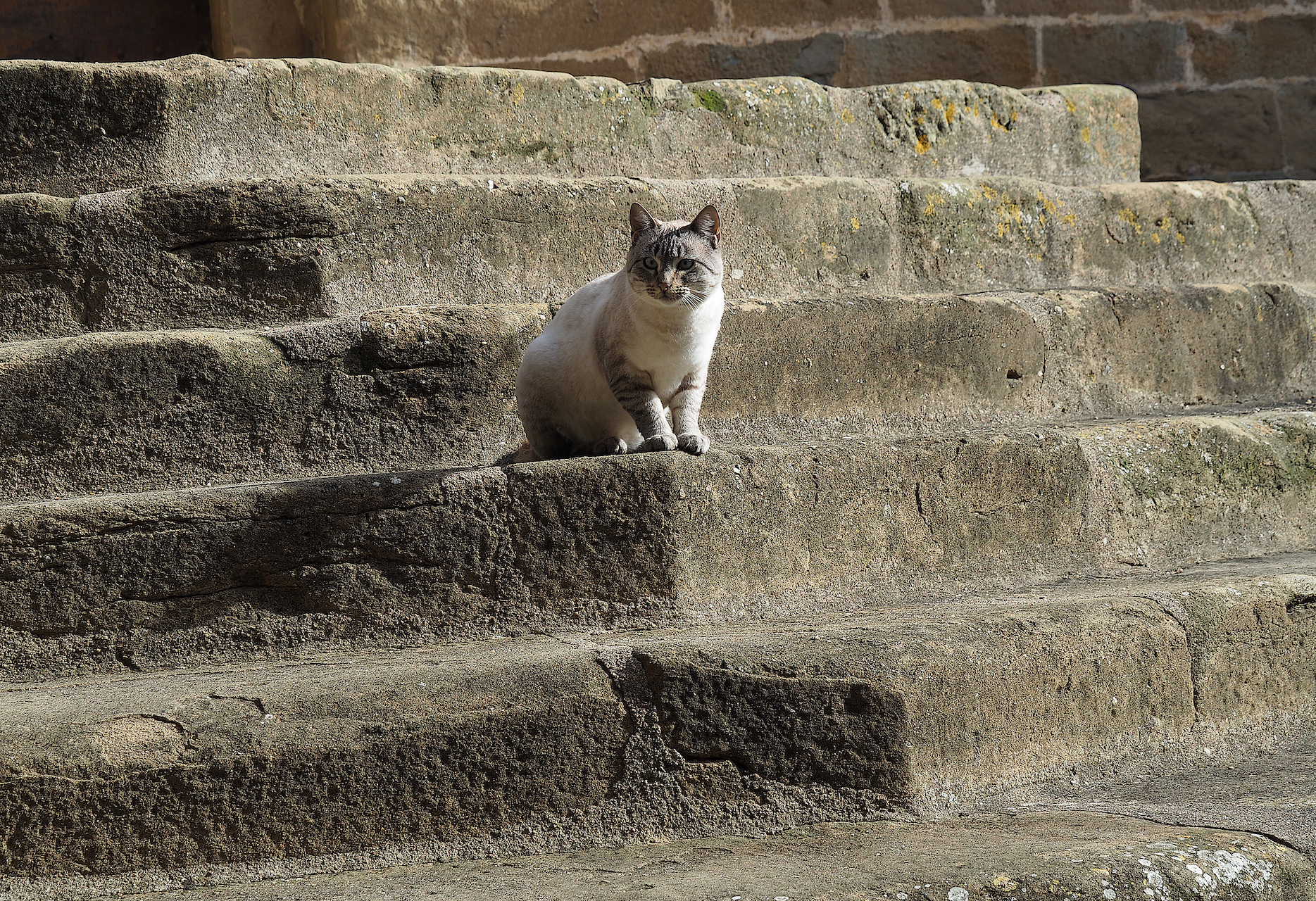 Mercè Casadella. GUARDIÀ