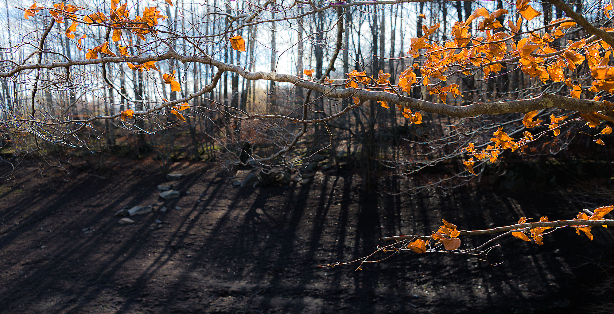 Antònio López. TARDOR