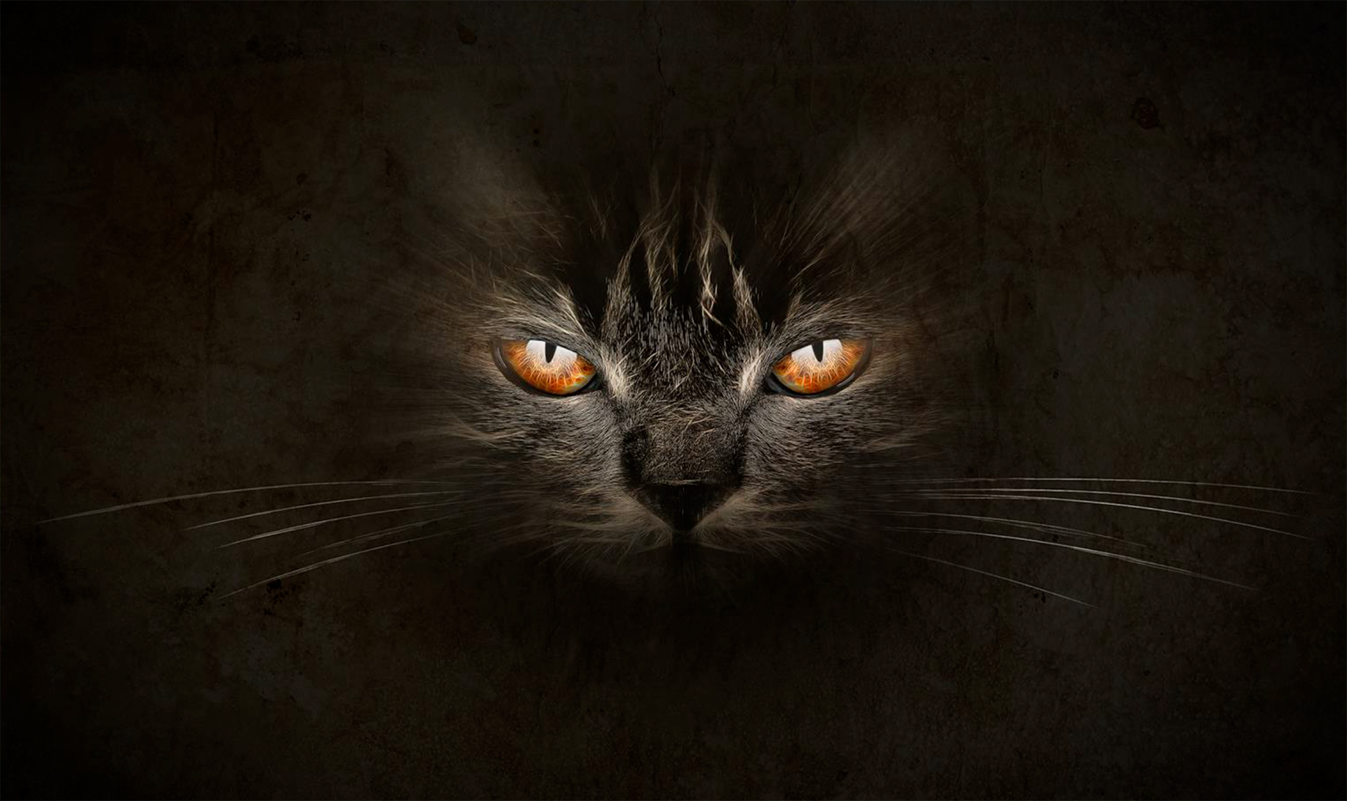 Gat Texturat (Joan Rossell). Seleccionada