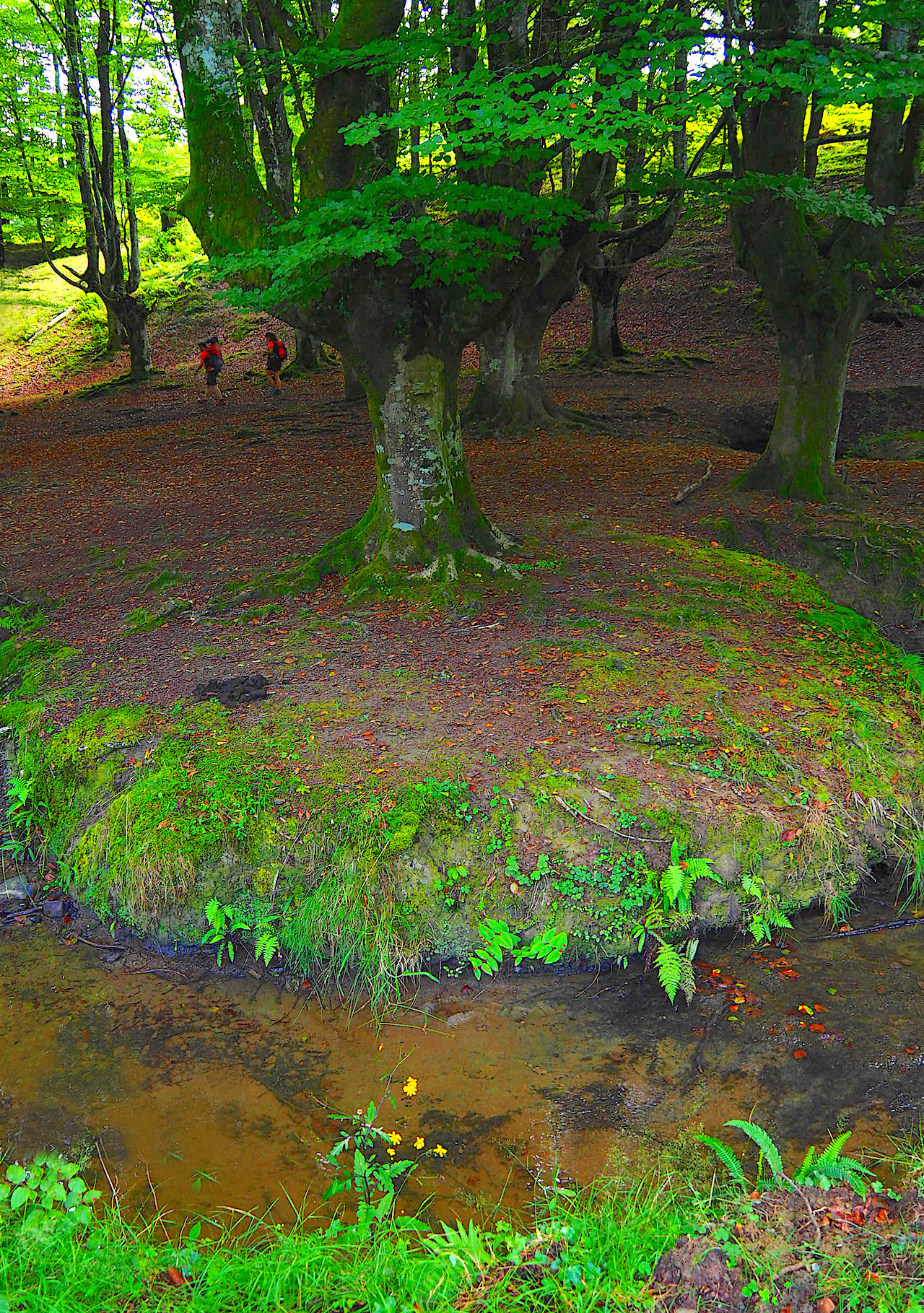 Merce Casadella. FAGEDA