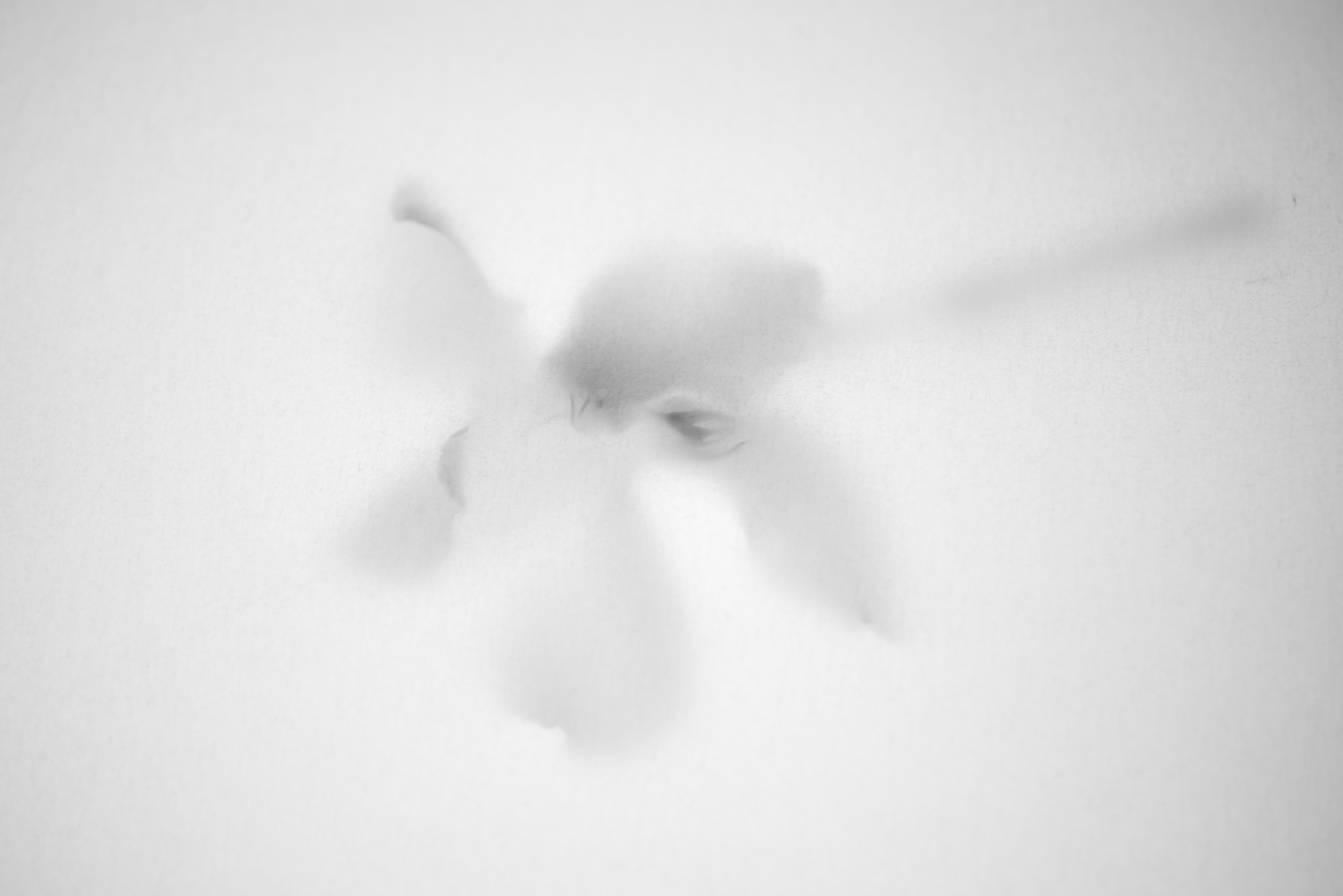 Àngels Santesmasses. FLOR