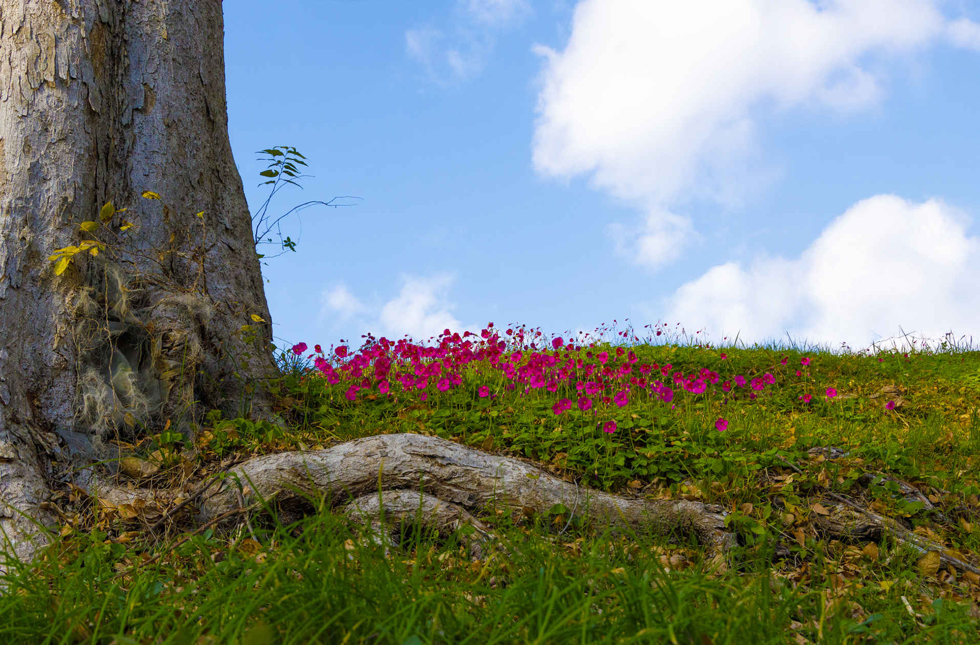 Jordi Lartuna. HIMEJI. RACÓ BUCÒLIC
