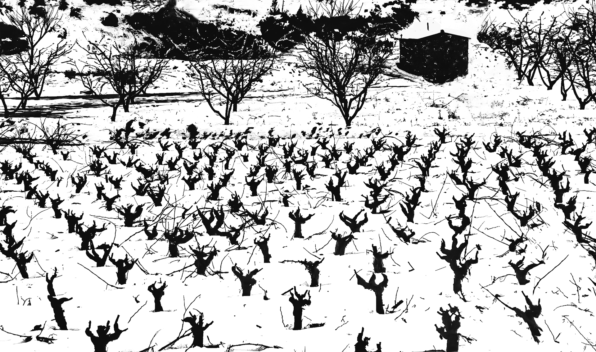 Miquel Calvet. LA VINYA DEL PADRÍ RAFEL