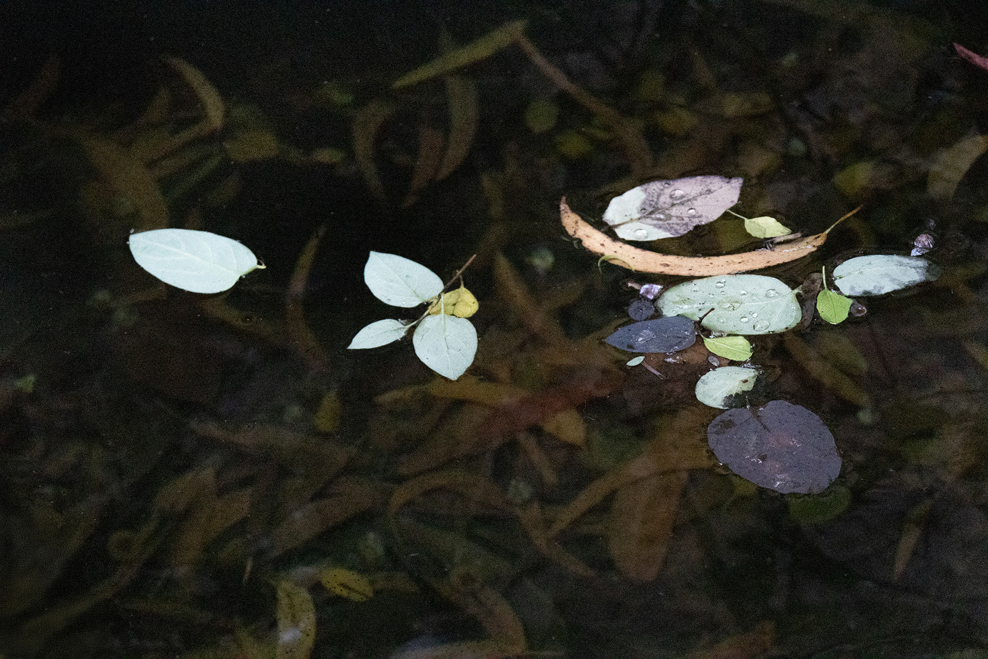 Rosa Colomé. VEGETACIÓ