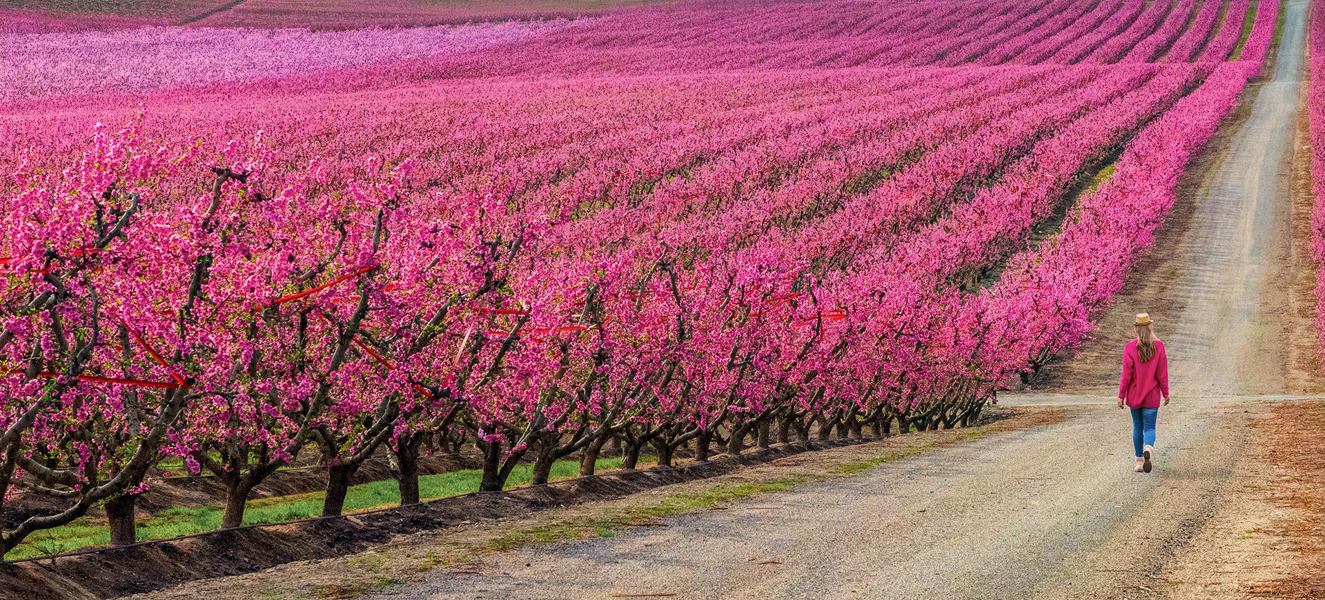 Jaume Millan. LA NOIA D'AITONA