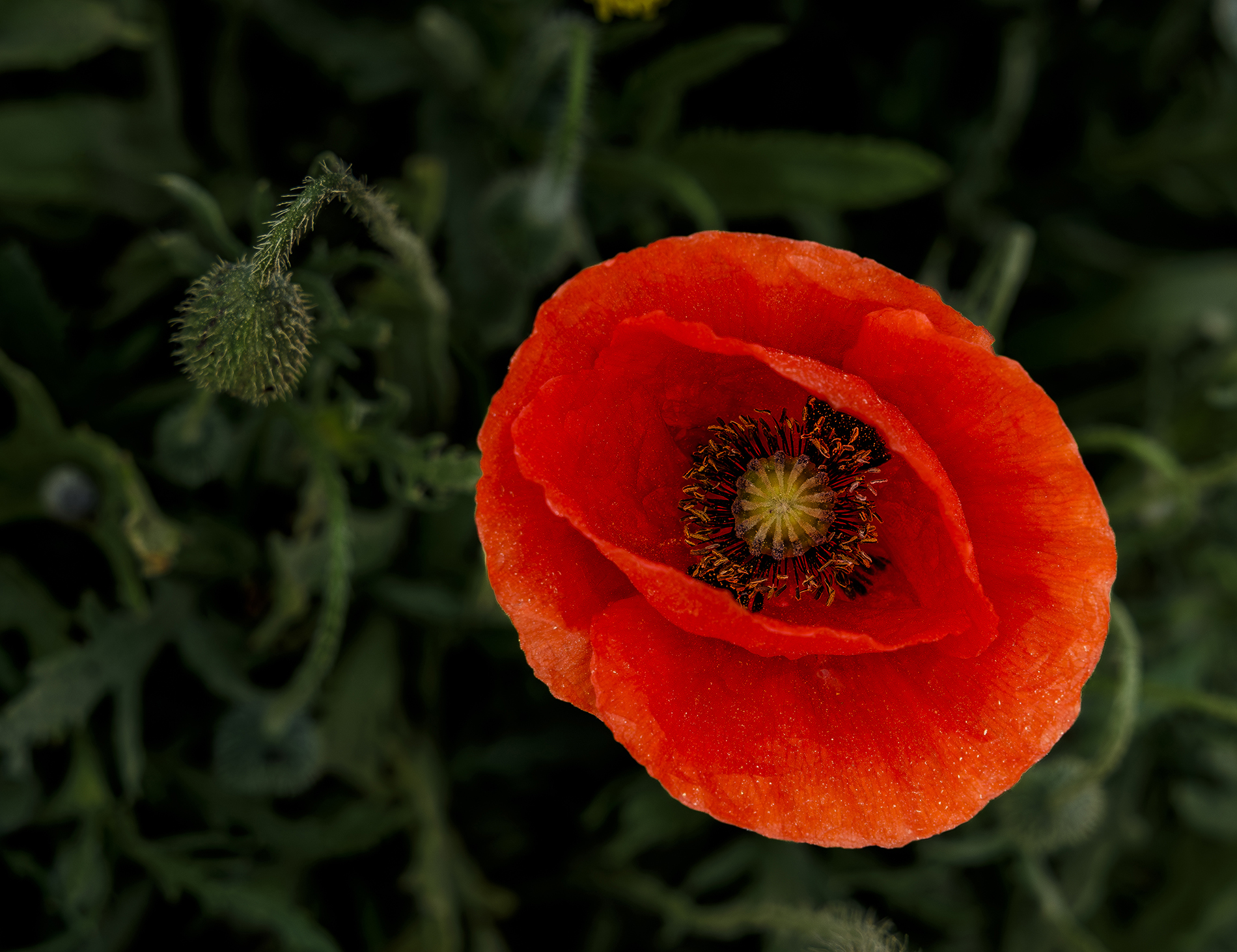 Jordi Lartuna. ROSELLA MADURA