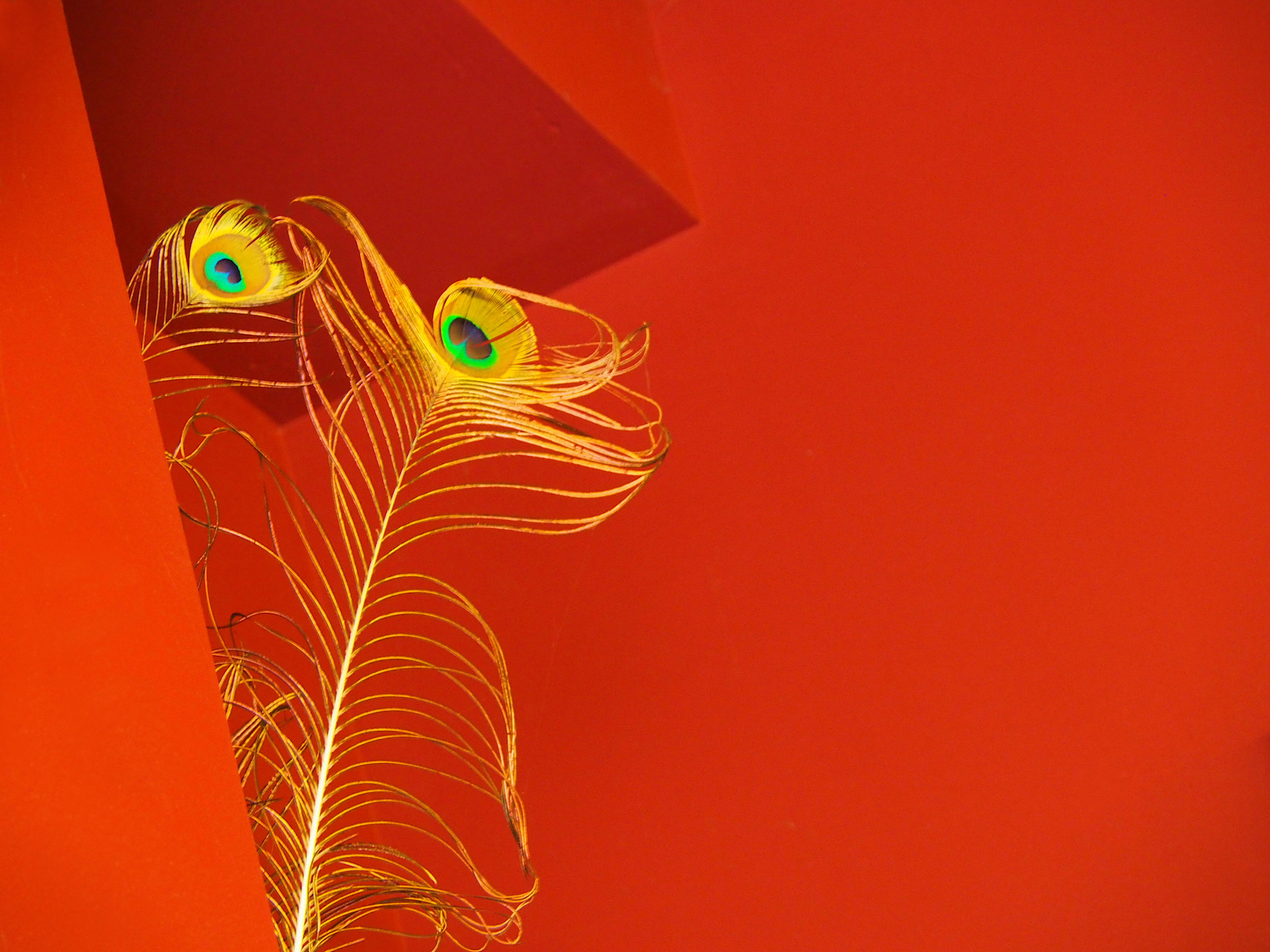 Merce Casadella. ET?