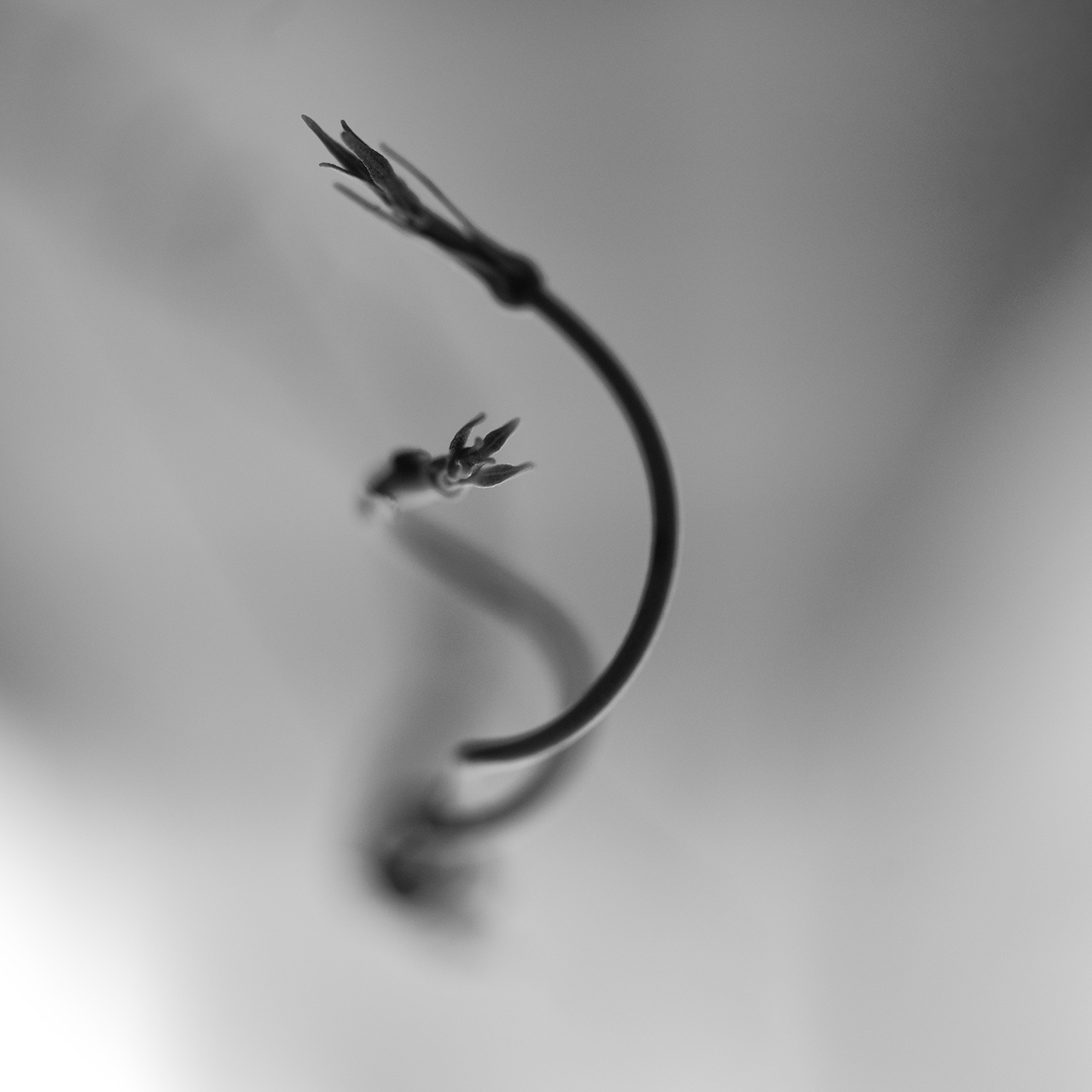 Angels Santesmasses. VEGETAL