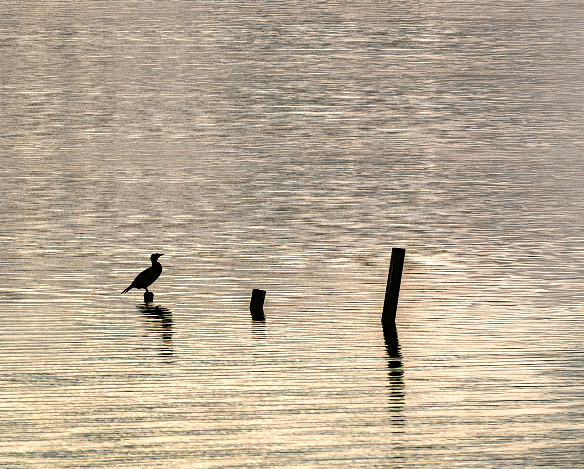 Miquel Calvet. A L'ALBUFERA