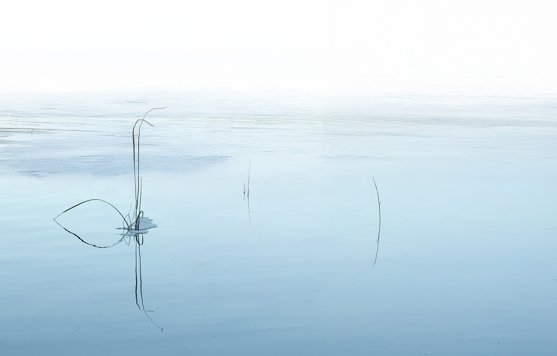 Rosa ColoMé. JONCS A L'ESTANY