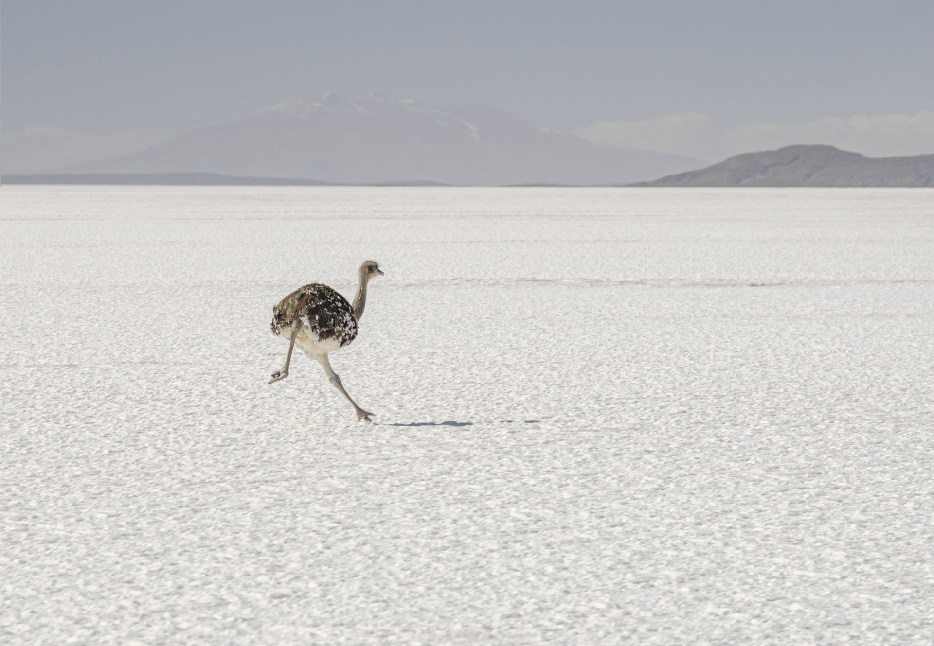 Joan M Rubió. ESTRUÇ