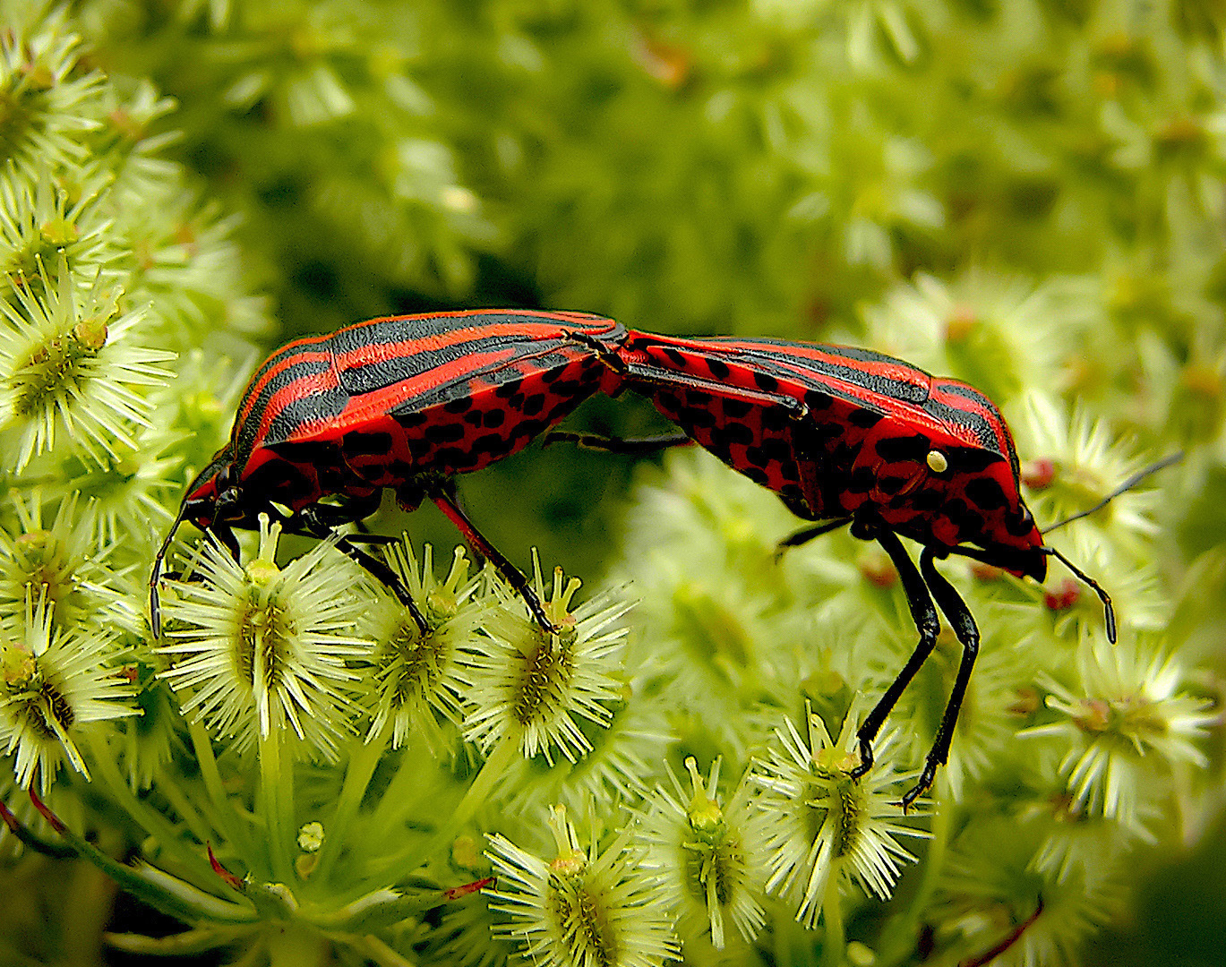 Merce Casadellà. L'INICI