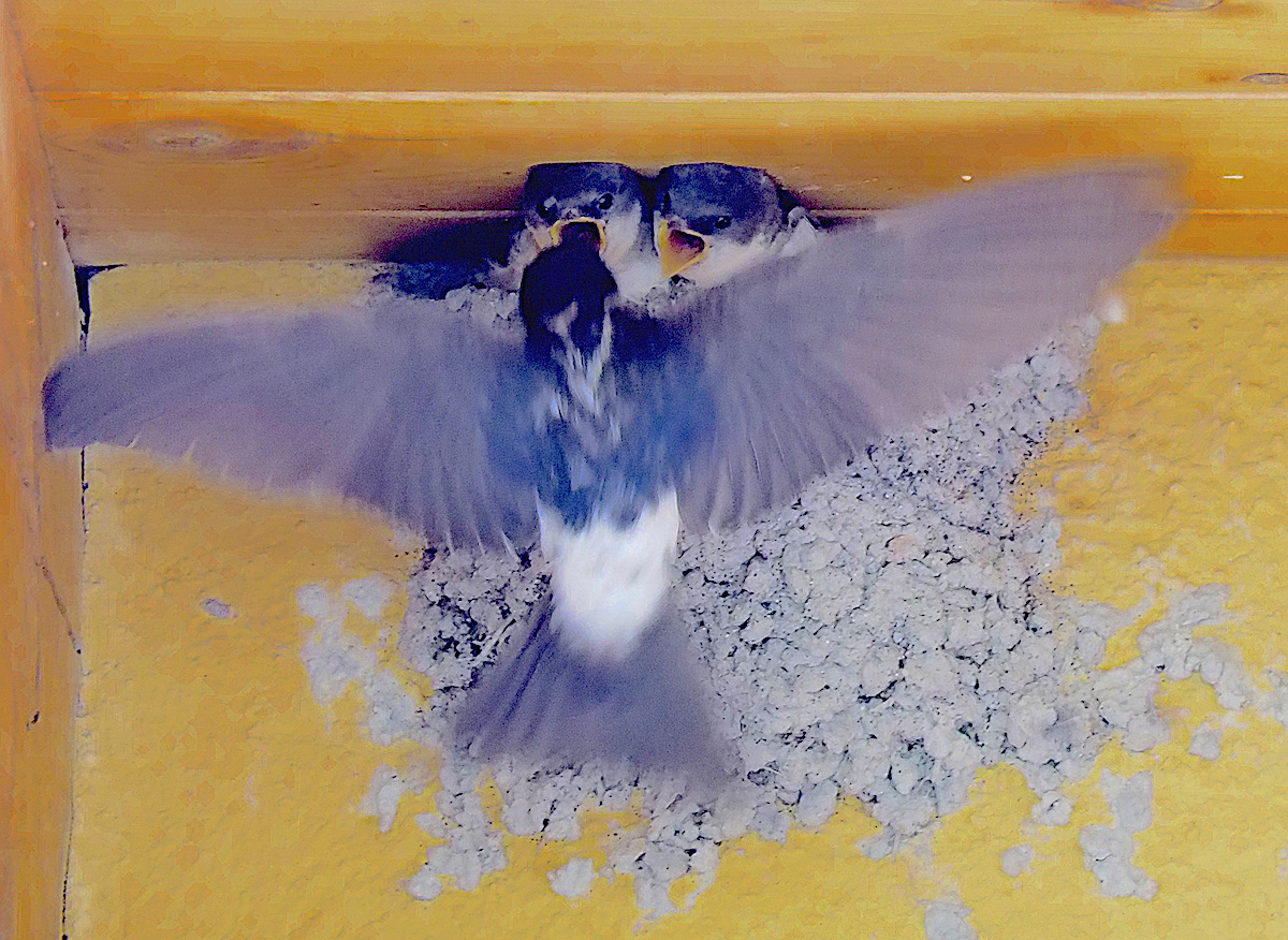 Mercè Casadellà. MAMMMA!