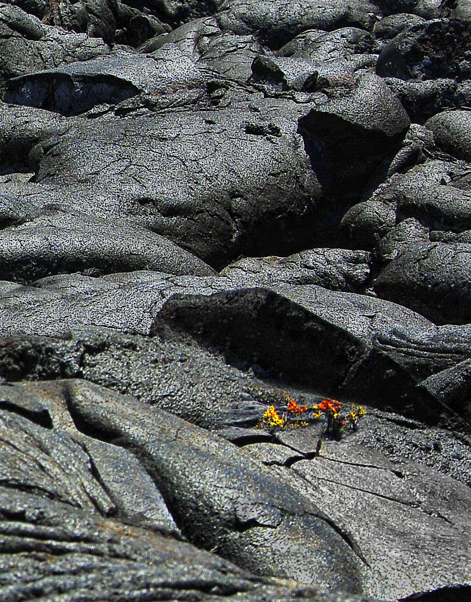 Joan Maria Rubió. GUSPIRA VEGETAL