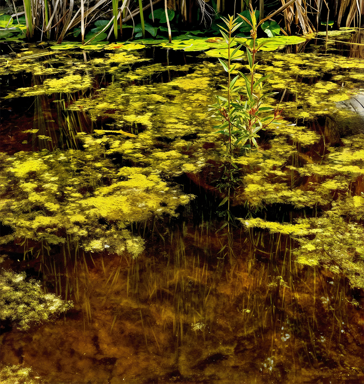 Josep Mòdol. LLAC-1